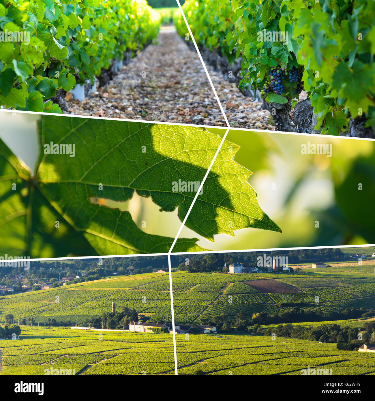 Beaujolais viaggio rettangolare photo collage Foto Stock