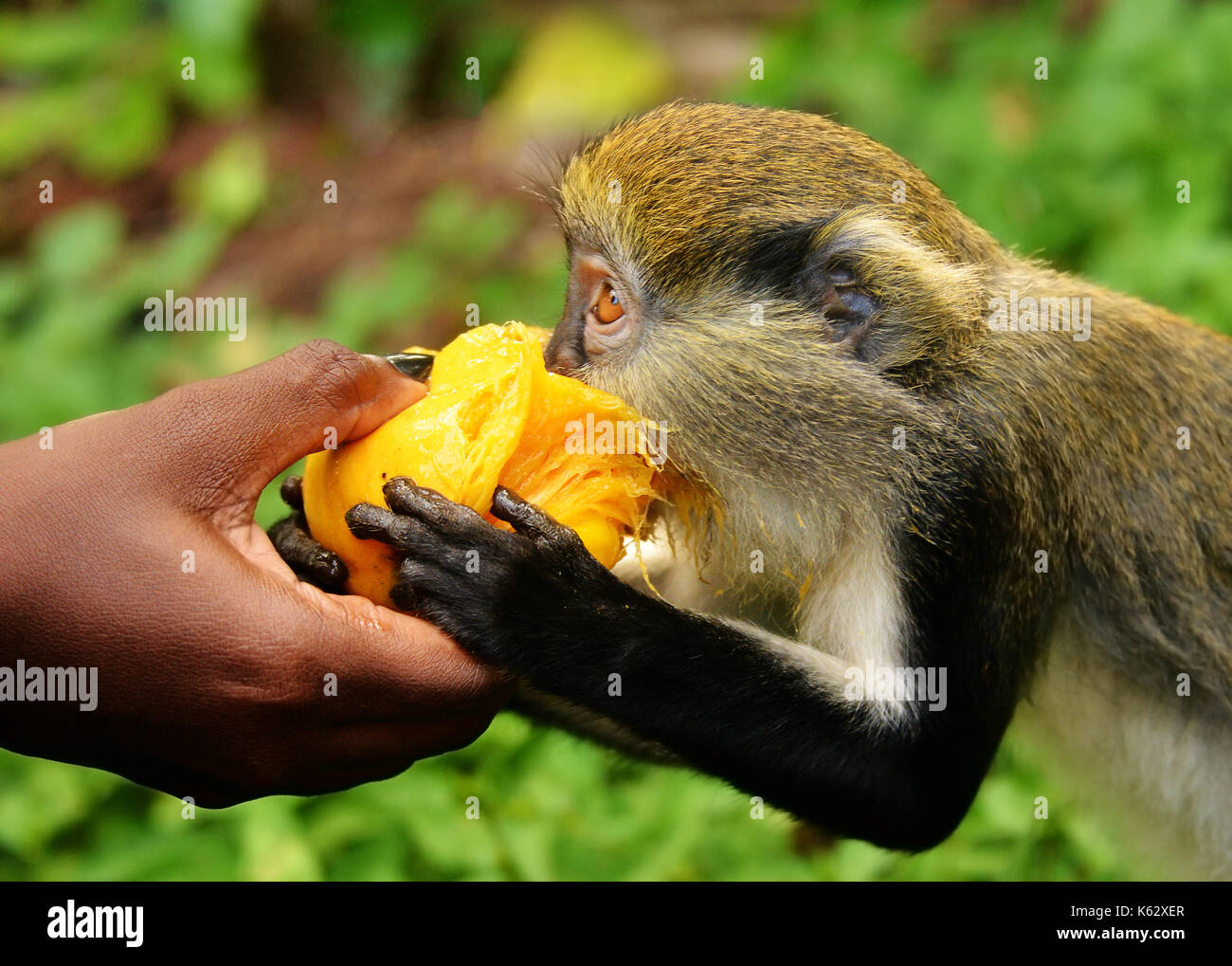 Mona monkey Foto Stock