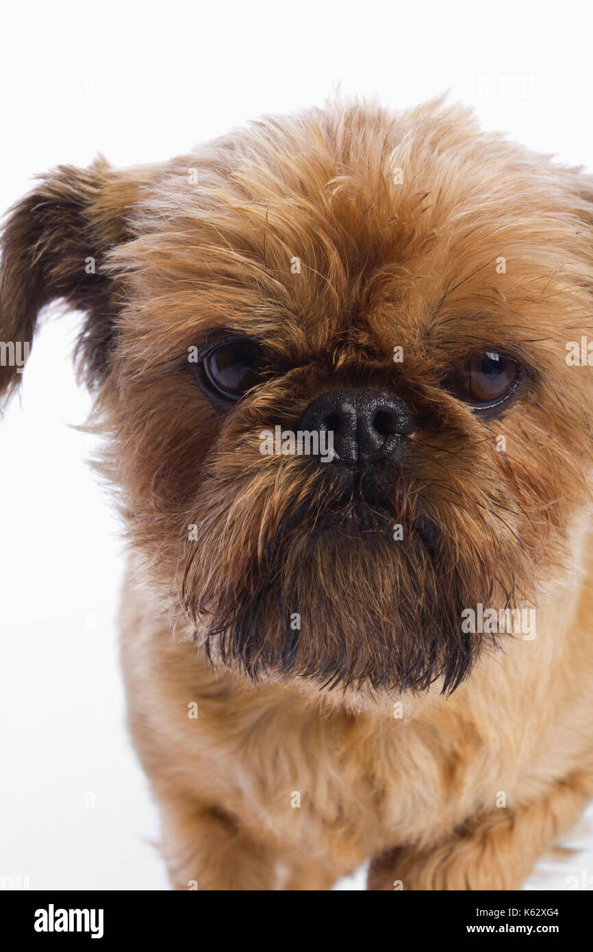 Studio di un cane Foto Stock