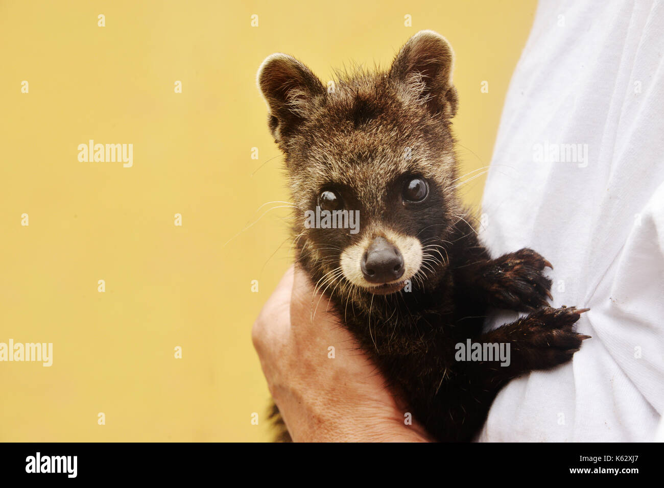 Zibetto gattino Foto Stock