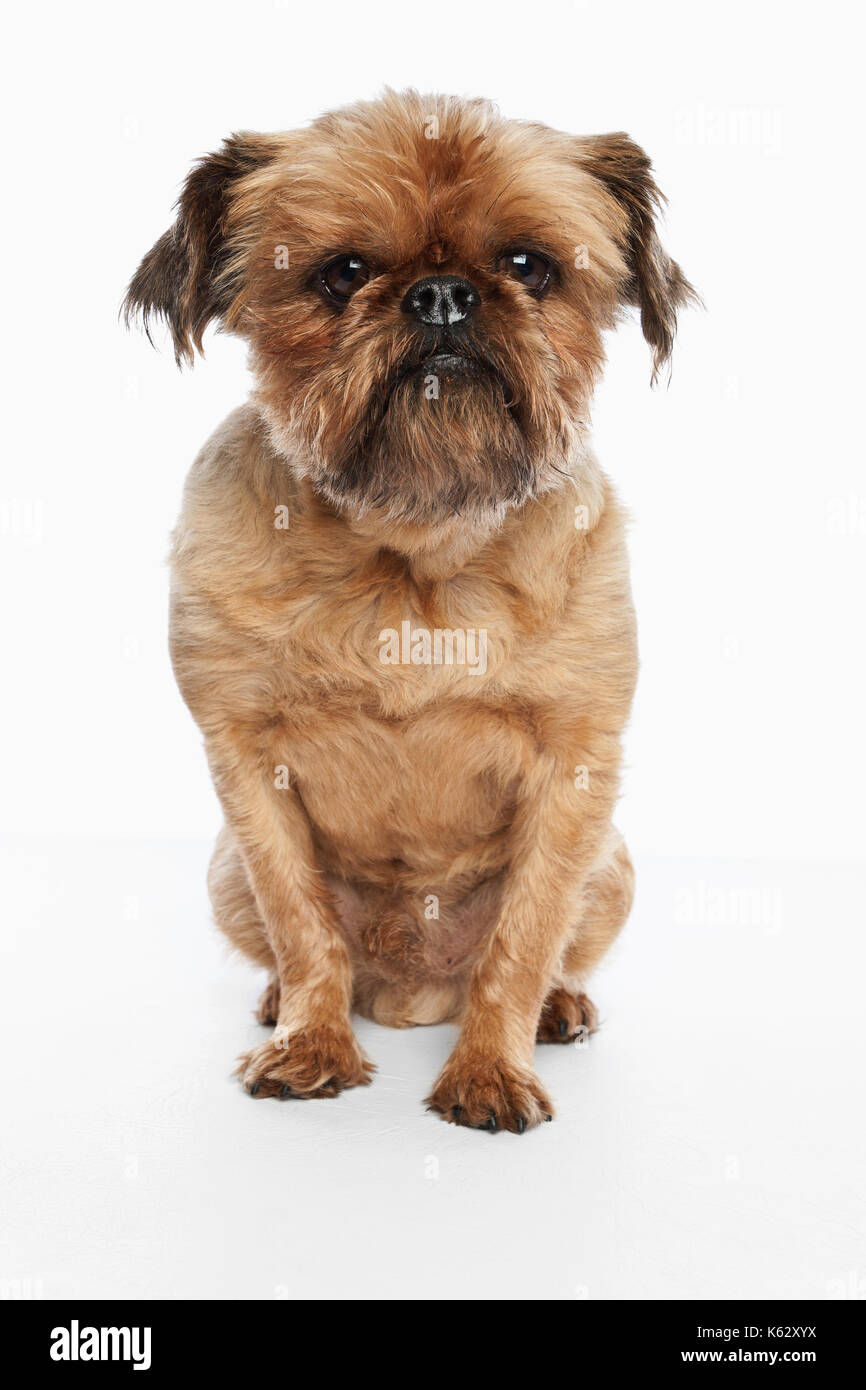 Studio di un cane Foto Stock