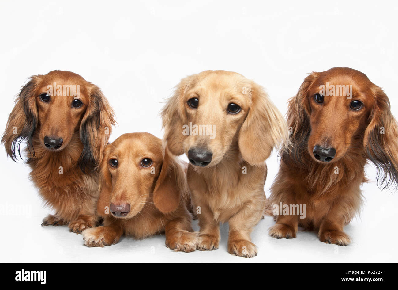 Studio shot di un cane Foto Stock