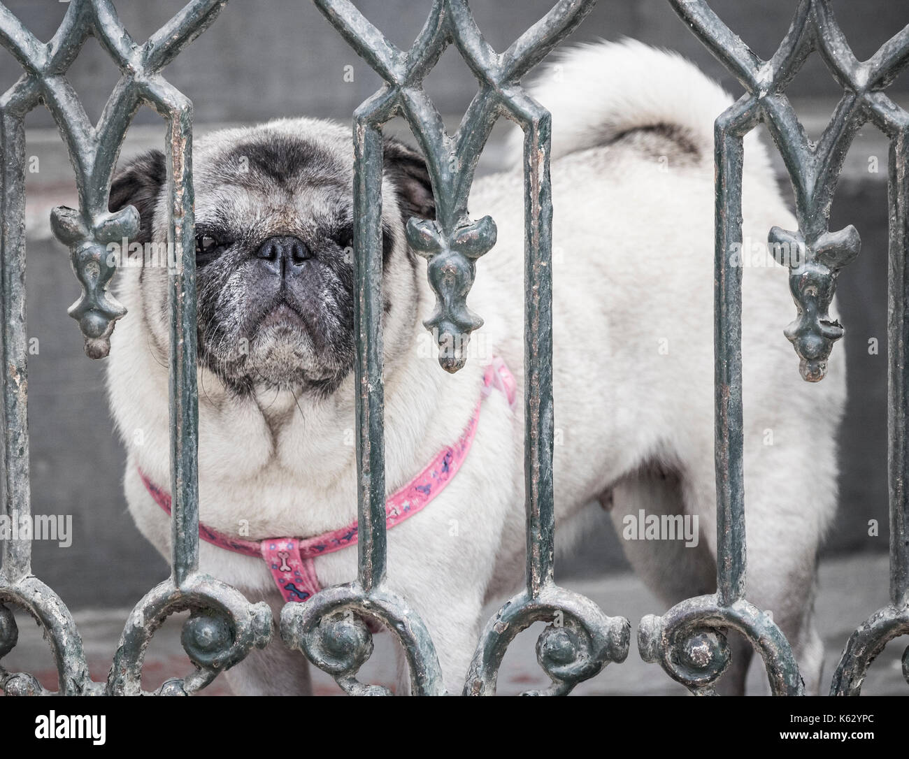 Pug razza di cane guardando attraverso il cancello in acciaio Foto Stock