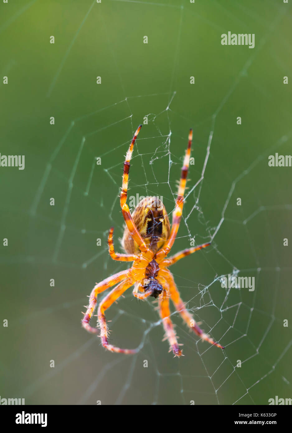 Araneus Diadematus (Giardino europeo Spider, diadema Spider, Cross Spider), un Orb Weaver spider su un web in autunno nel Regno Unito. Spiderweb macro. Foto Stock