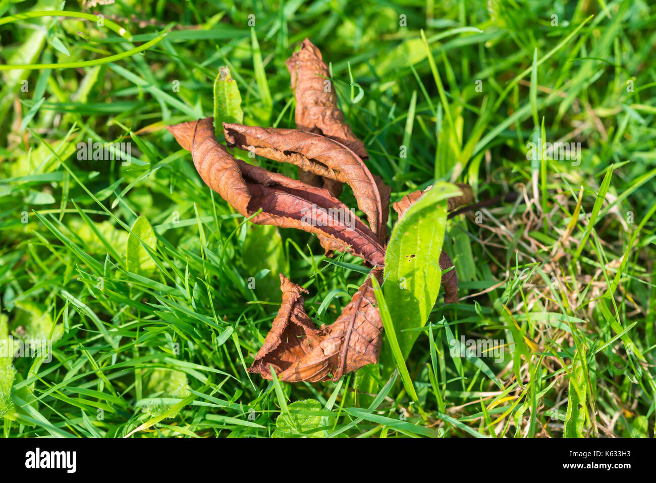Caduto foglia morta sul terreno dopo la caduta da un albero all'inizio dell'autunno nel Regno Unito. Foto Stock