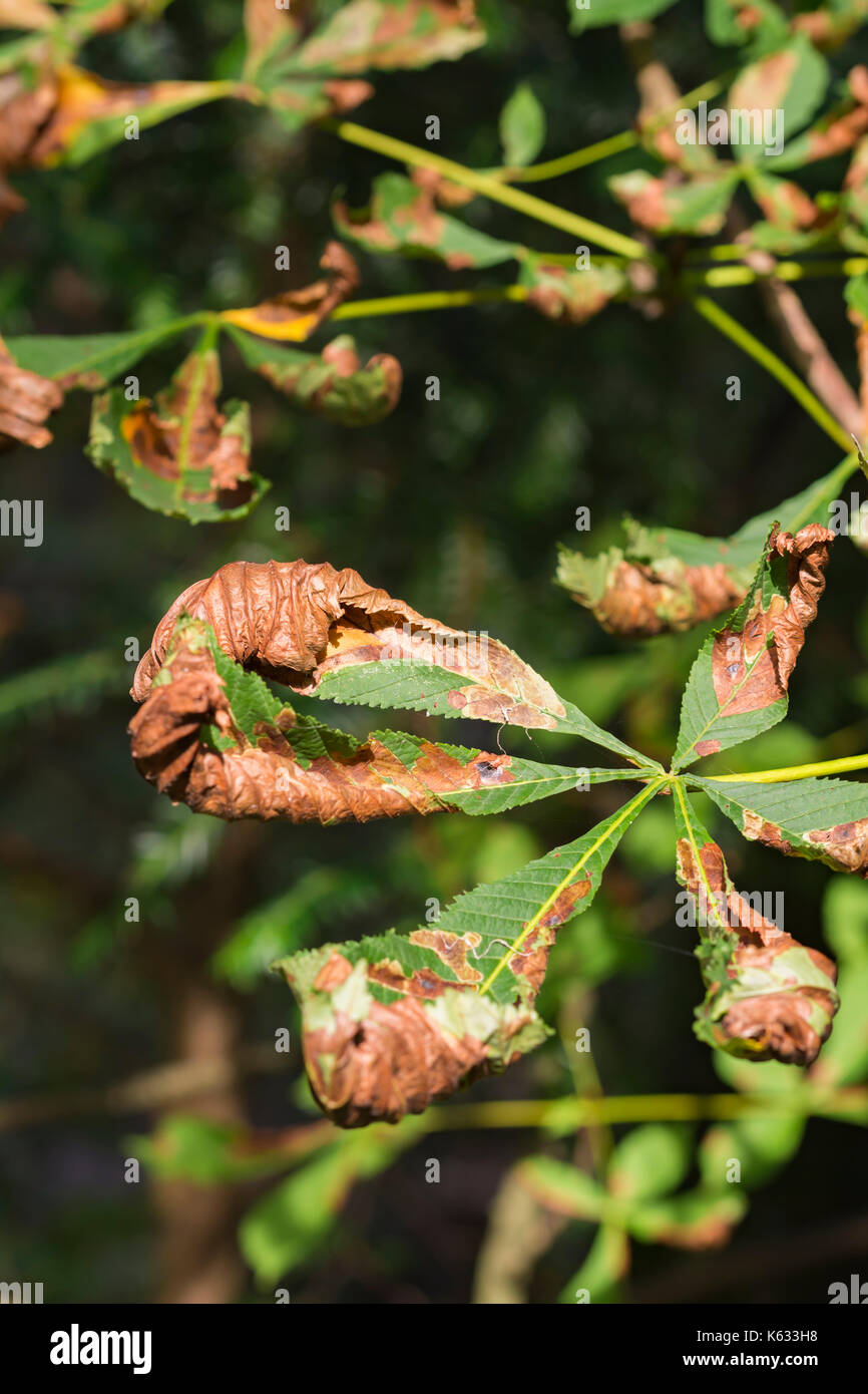 Morendo Foglie di autunno ancora su un albero all'inizio dell'autunno nel Regno Unito. Fine stagione del concetto. Foto Stock