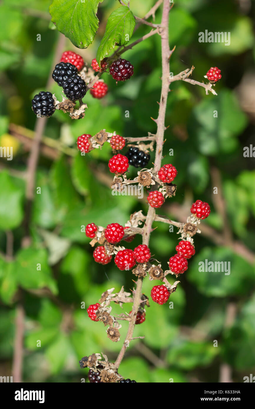 More maturazione su un blackberry bush a inizio autunno nel Regno Unito. Foto Stock