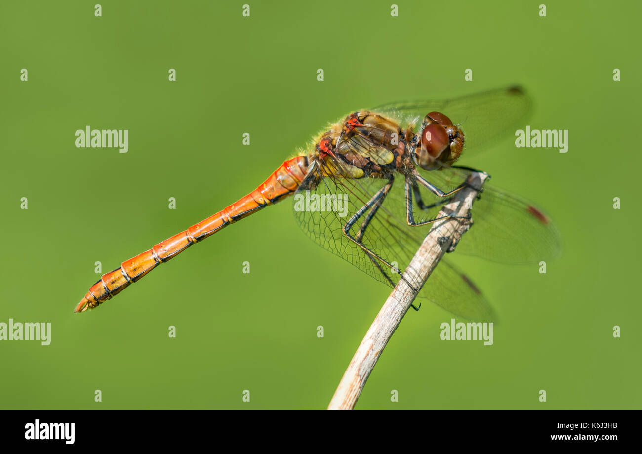 Common Darter Dragonfly - maschio immaturi (Sympetrum striolatum) su un ramoscello, nel bosco in prossimità di acqua a inizio autunno nel Regno Unito. Foto Stock