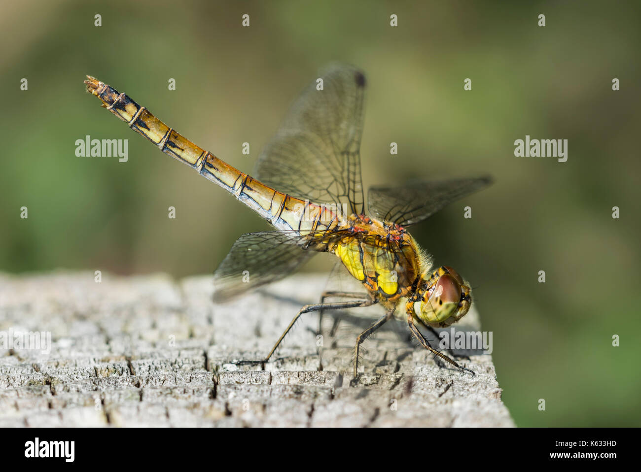 Common Darter Dragonfly - Femmina (Sympetrum striolatum) in posizione obelisco, su un post in prossimità di acqua a inizio autunno nel Regno Unito. Foto Stock