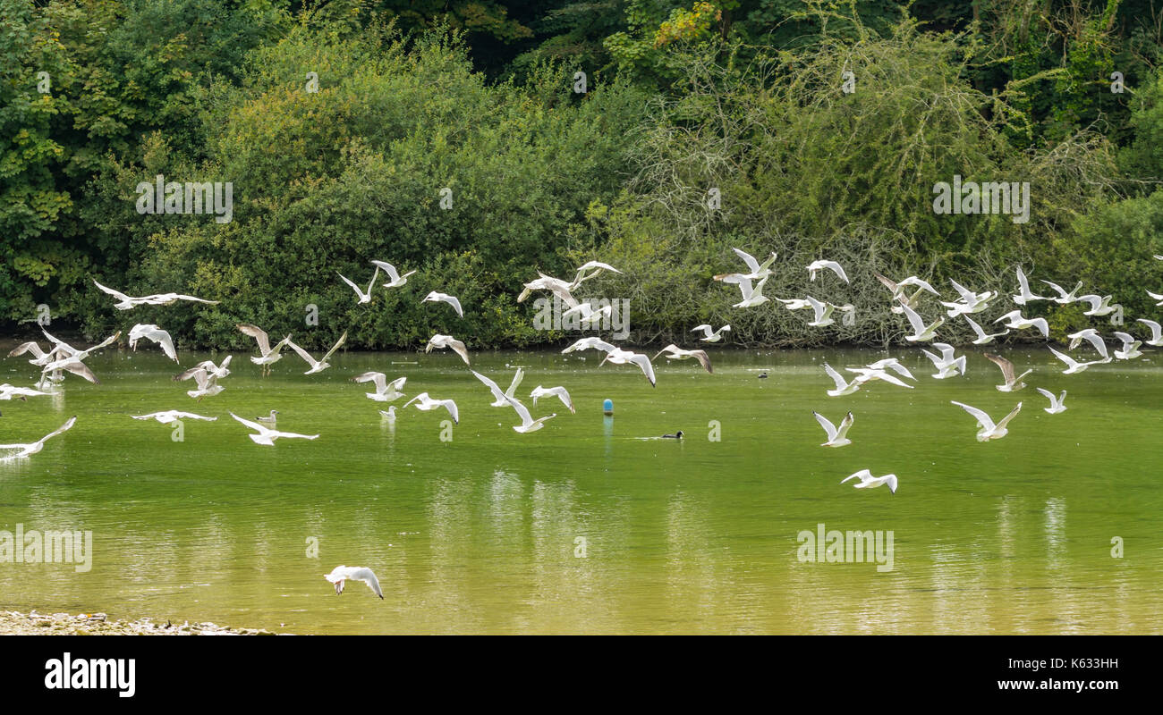 Flock of Seagulls volando a bassa quota sopra un lago. I gabbiani sorvolano acqua nel West Sussex, in Inghilterra, Regno Unito. Foto Stock