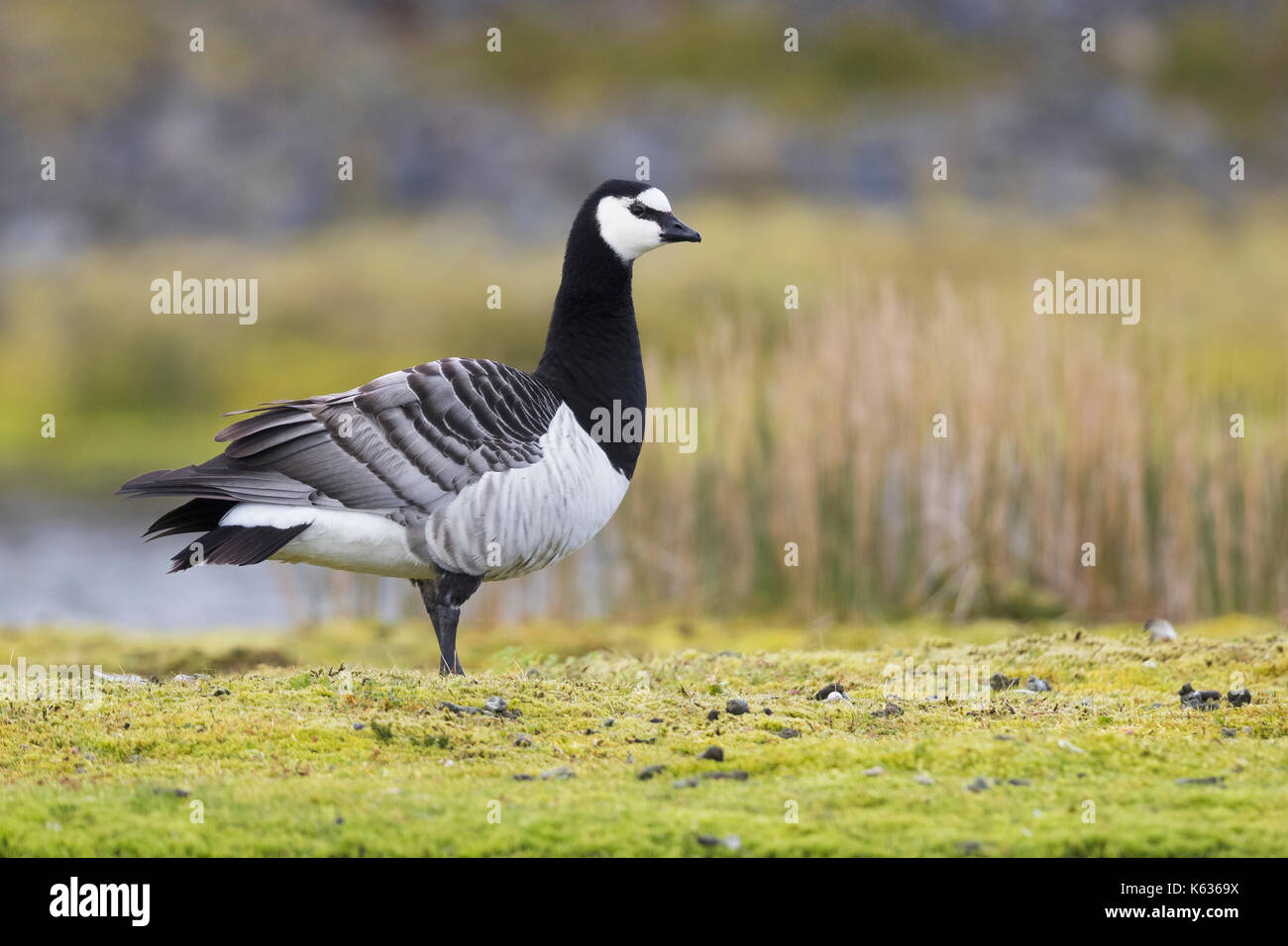 Barnacle goose (Branta leucopsis), adulto in piedi sull'erba Foto Stock