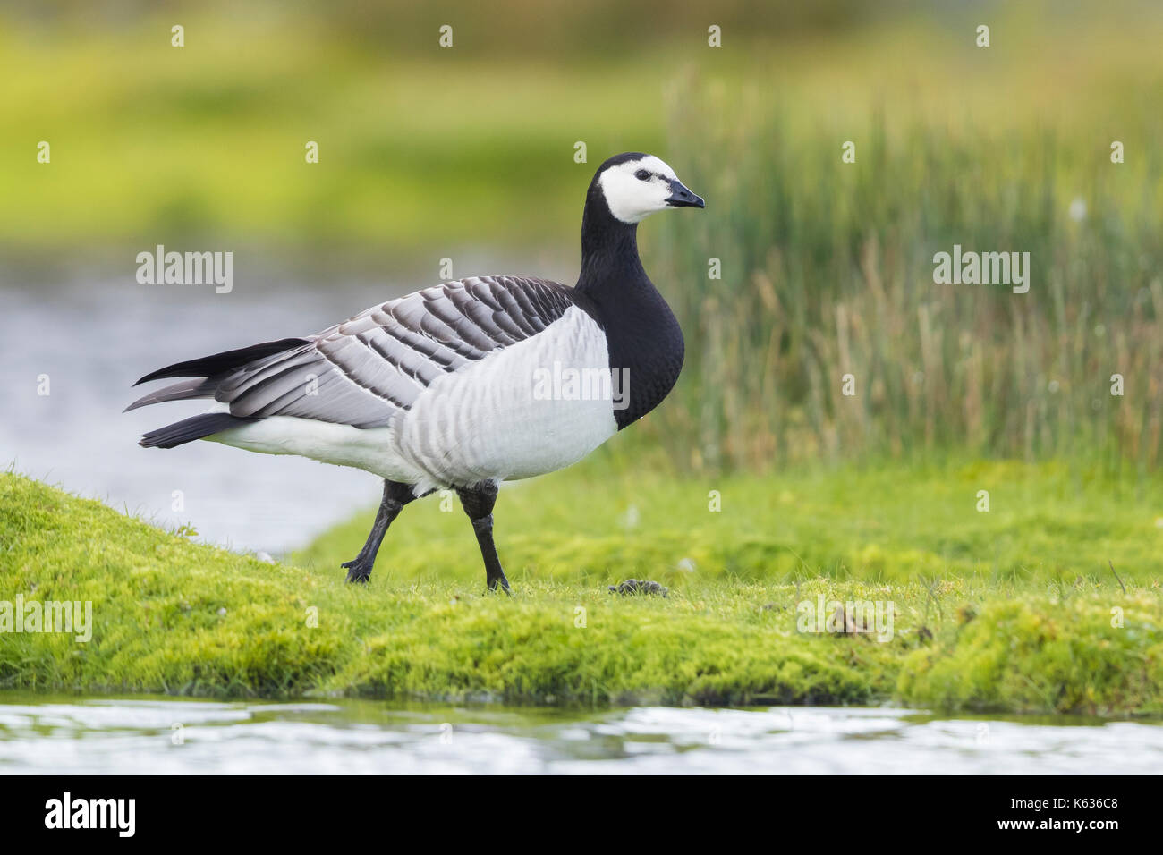 Barnacle Goose (Branta leucopsis), adulto in piedi sull'erba Foto Stock