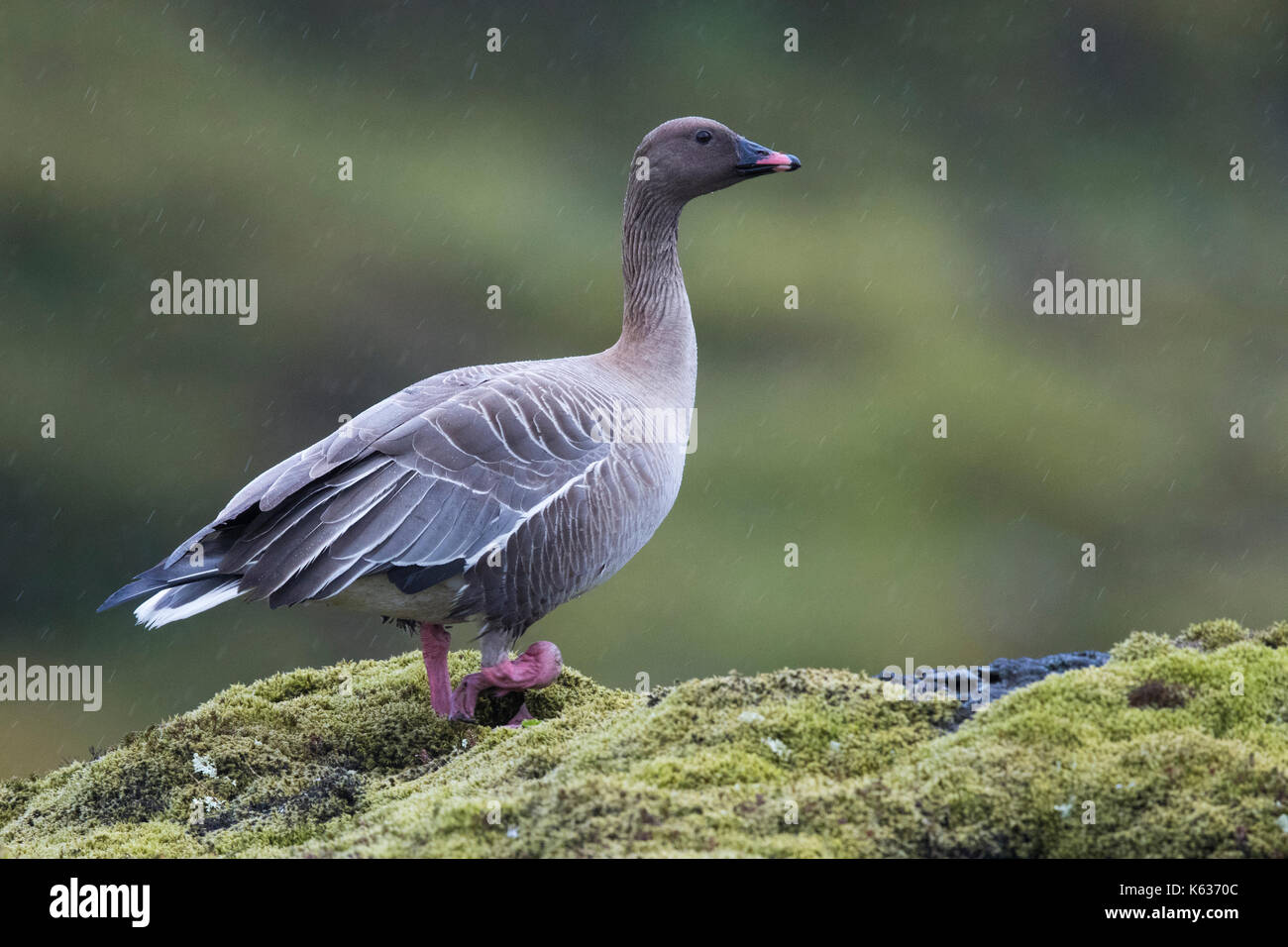 Rosa-footed goose (Anser brachyrhynchus), adulto in piedi nel suo habitat di allevamento Foto Stock