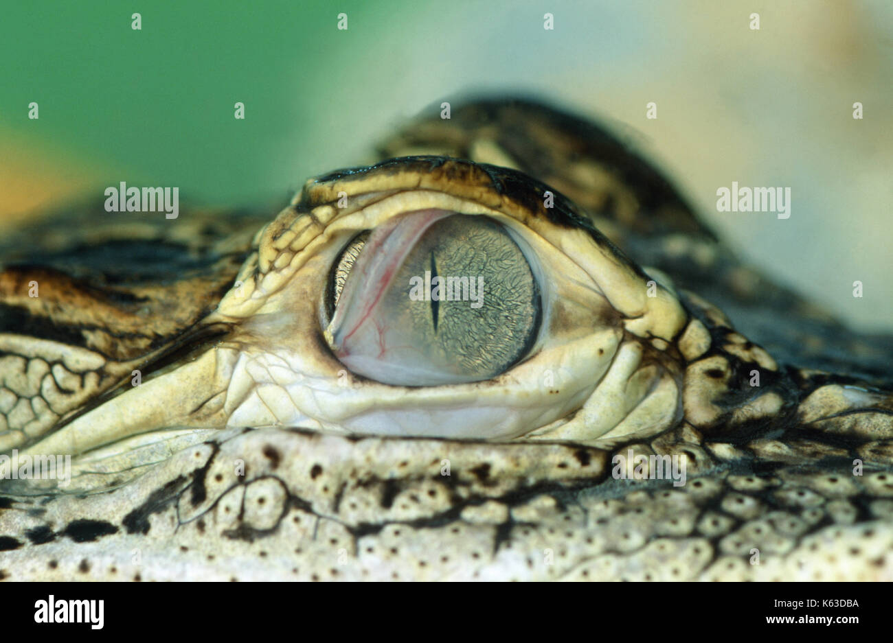 American Alligator Alligator mississippiensis. Close up dell'occhio destro che mostra il traslucido terzo occhio coperchio o membrana nictitaing, stirate acr Foto Stock