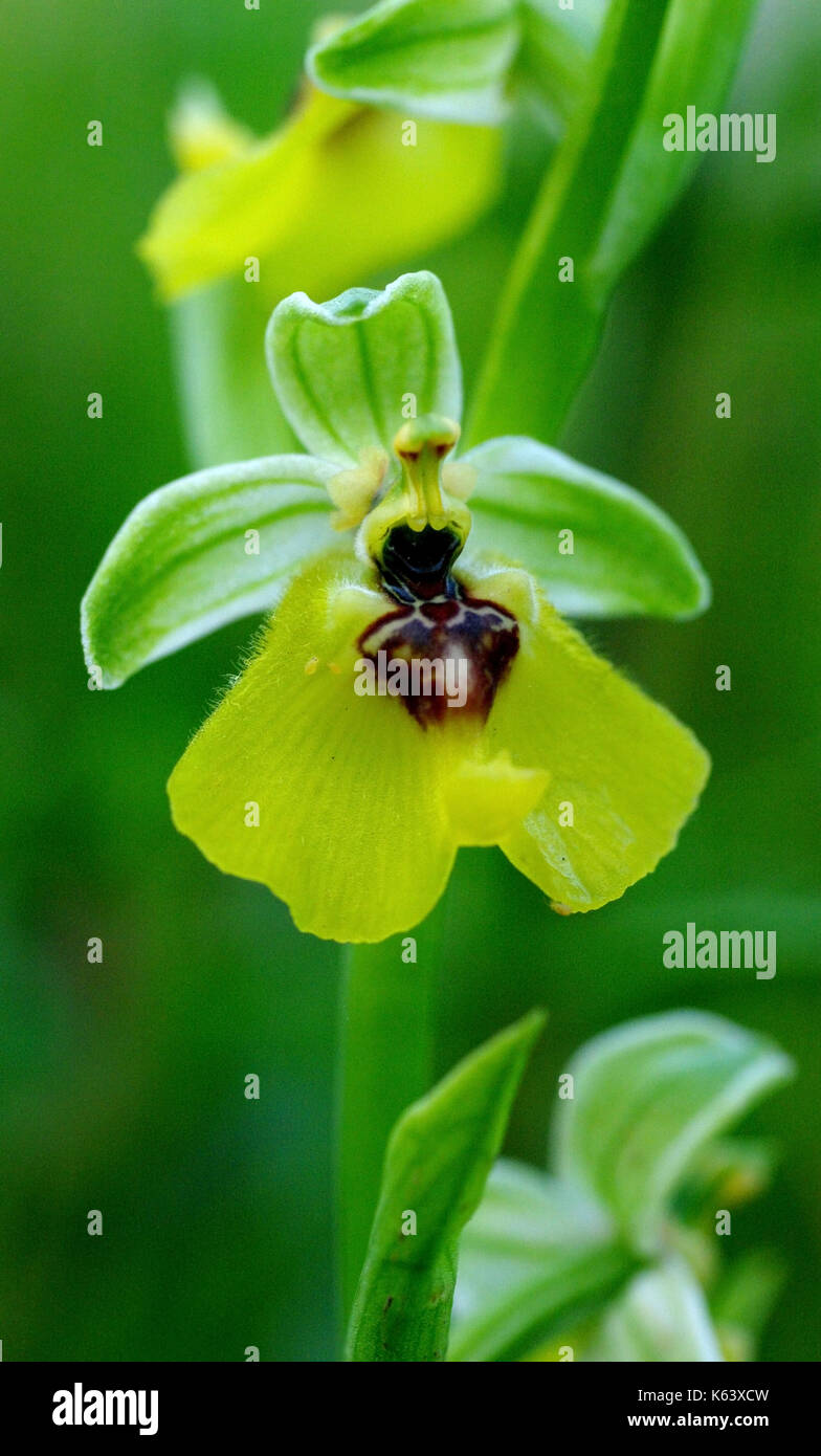 Questo è il Wild Orchid ophrys lacaitae, il lacaita's ophrys; anche considerata come una sottospecie di ophrys fuciflora, famiglia: orchidaceae Foto Stock