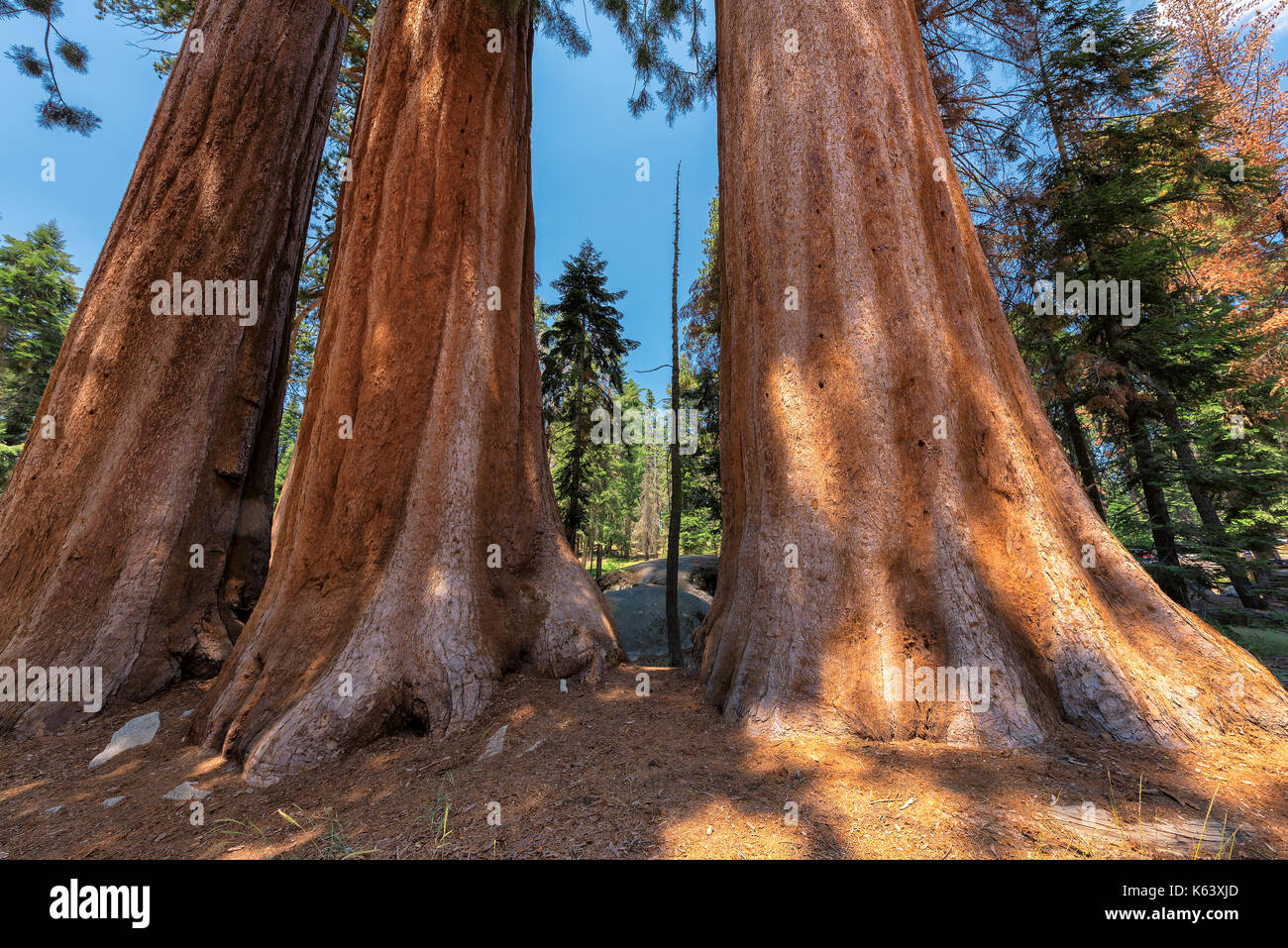 Sequoie giganti in Sequoia National Park, California sierra nevada. Foto Stock