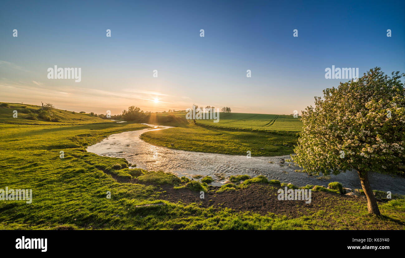 Melo in fiore in primavera e il piccolo fiume che scorre attraverso la terra di pascolo al tramonto. Osterlen, Skane, Svezia. La Scandinavia. Foto Stock