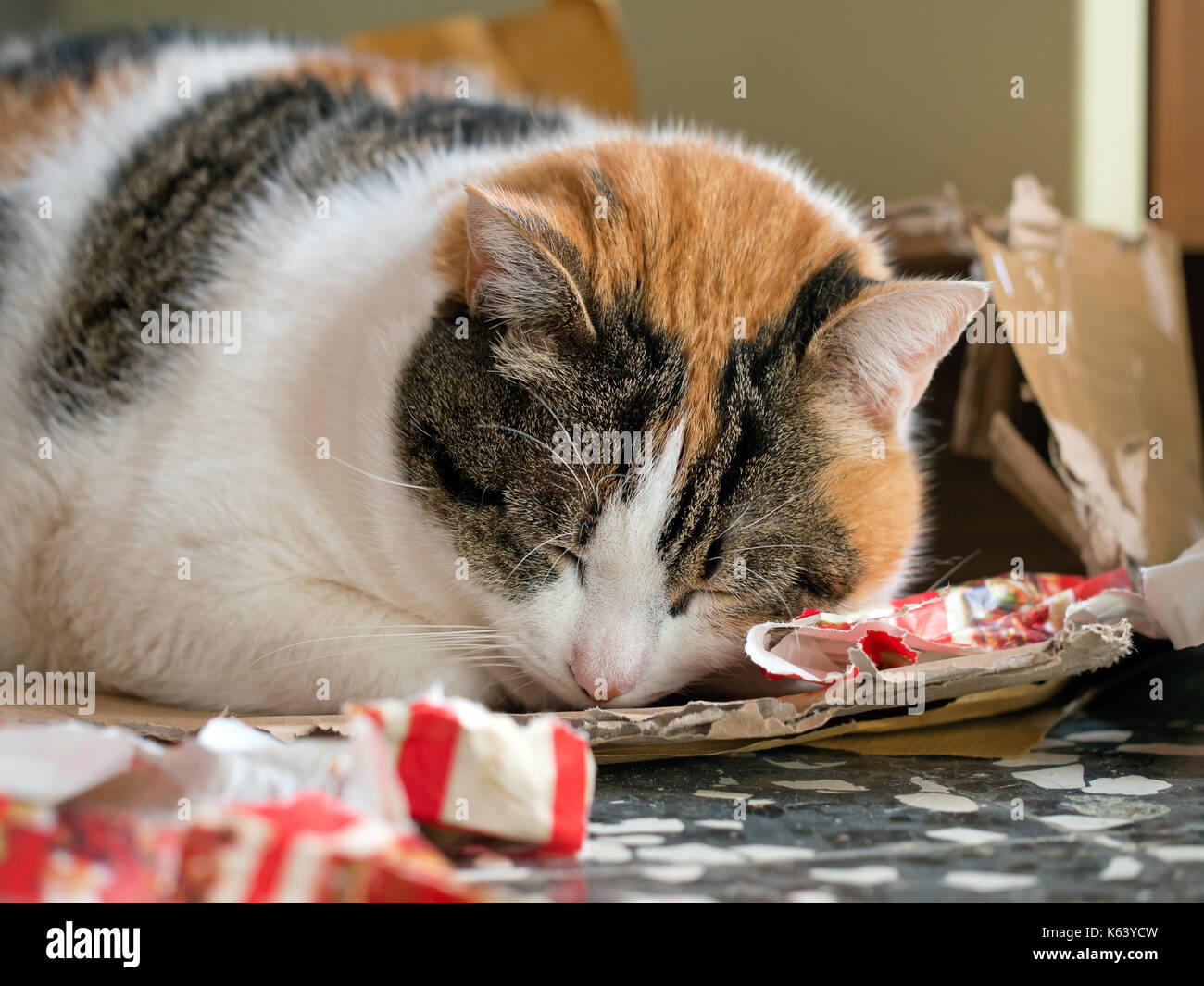 Il mio carino gattino addormentato in regalo di Natale wrap. carta indistinto, focus su cat Foto Stock