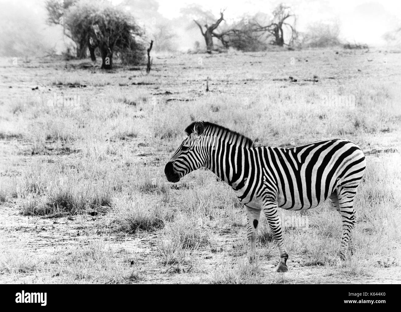 Immagine in bianco e nero di una zebra prese contro il secco arido sfondo della savana africana Foto Stock