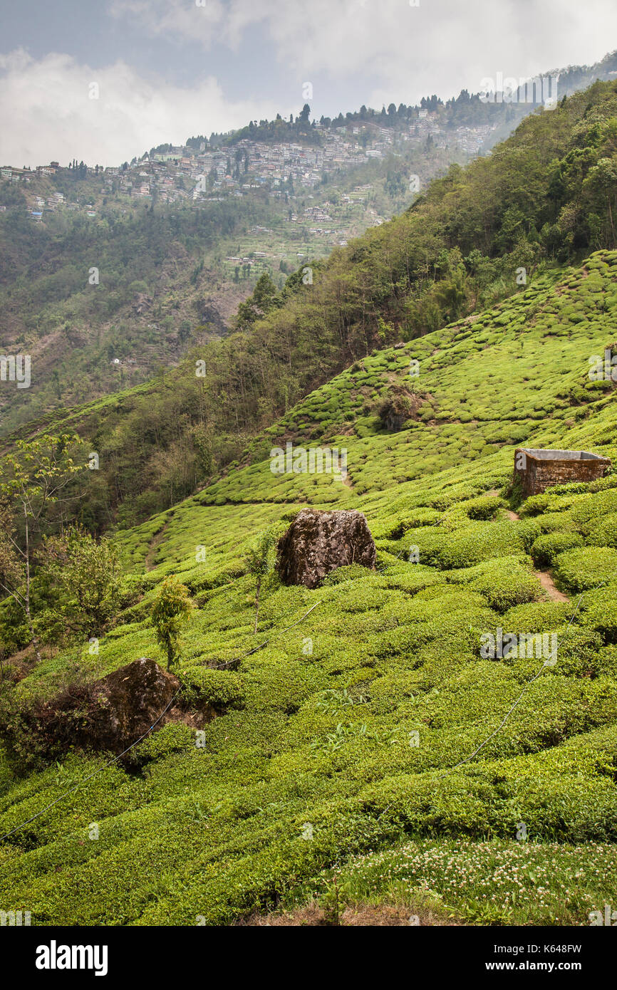 Il fertile terreno verde del tè giardini in rishehaat darjeeling India Bengala ovest Asia Foto Stock