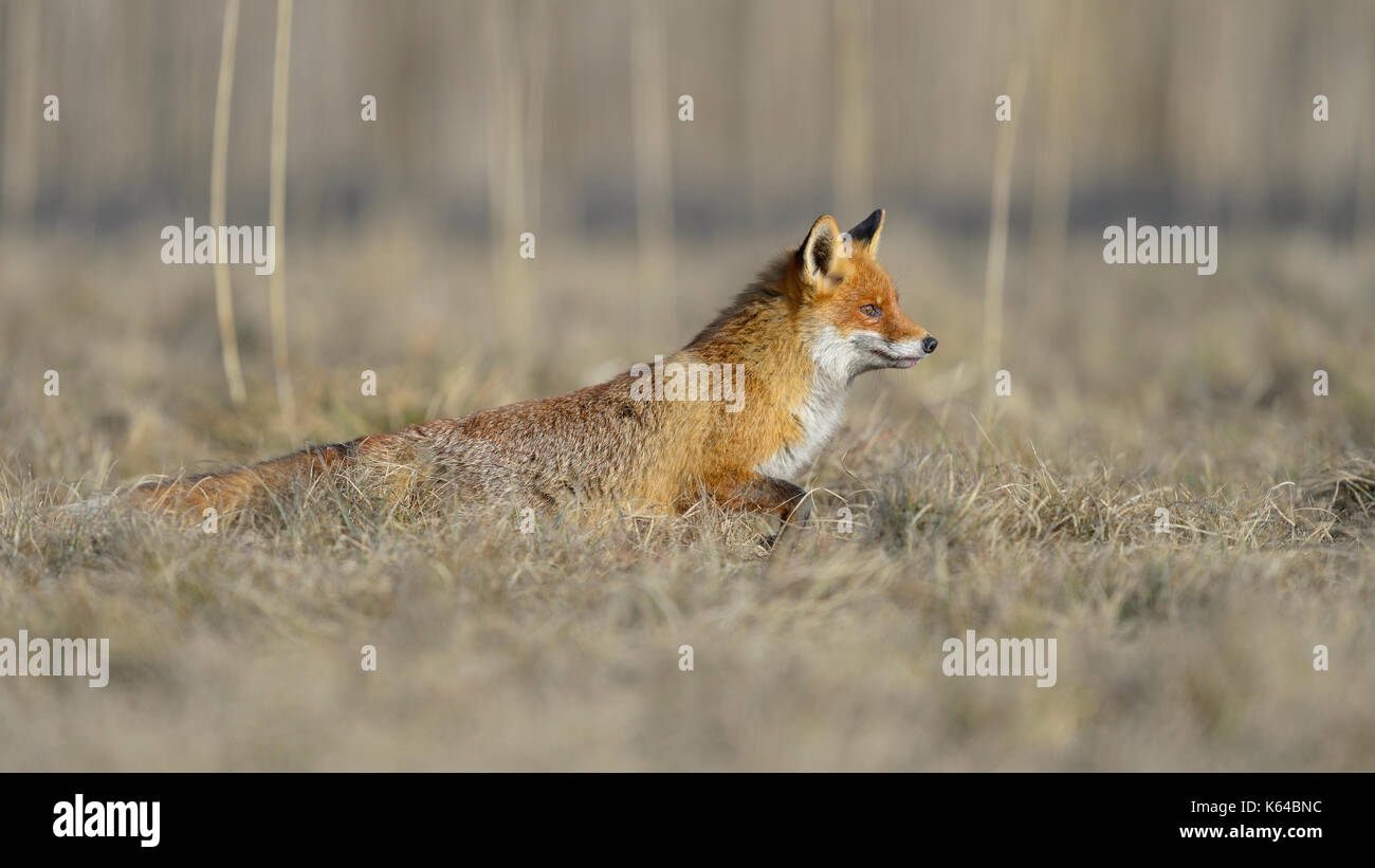 Red Fox (vulpes vulpes vulpes), caccia in un prato, Moravia Repubblica Ceca Foto Stock