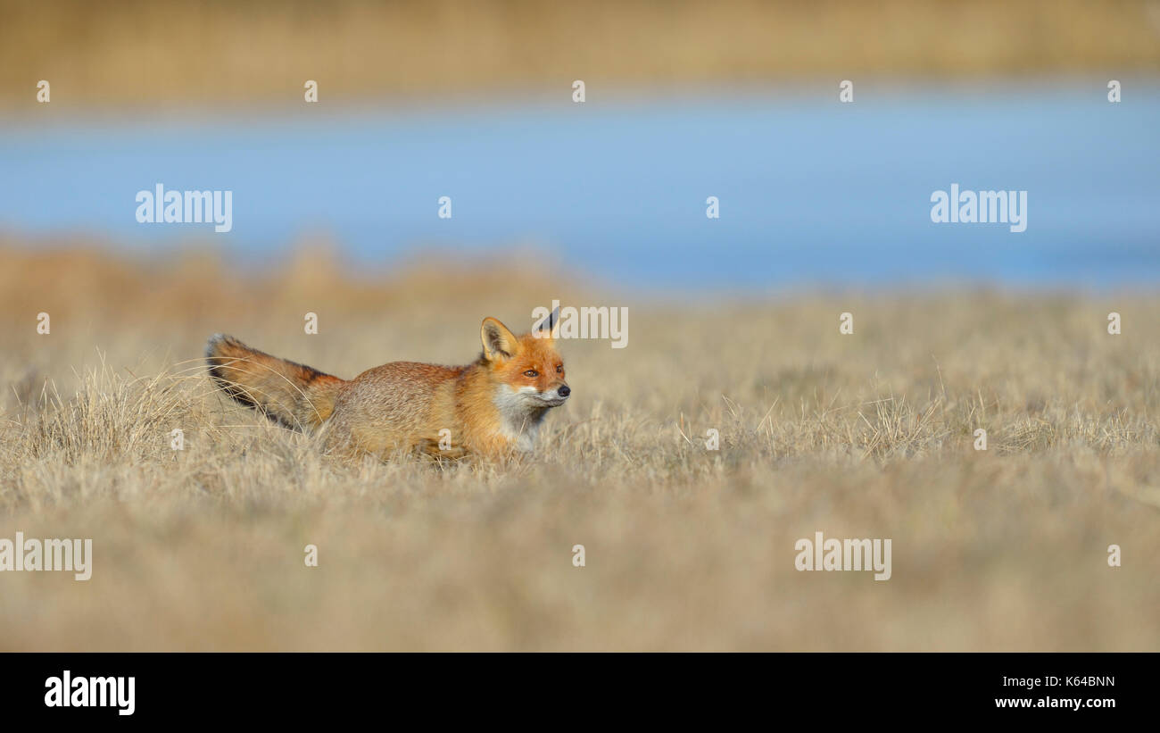 Red Fox (vulpes vulpes vulpes), la caccia in un prato, Moravia Repubblica Ceca Foto Stock