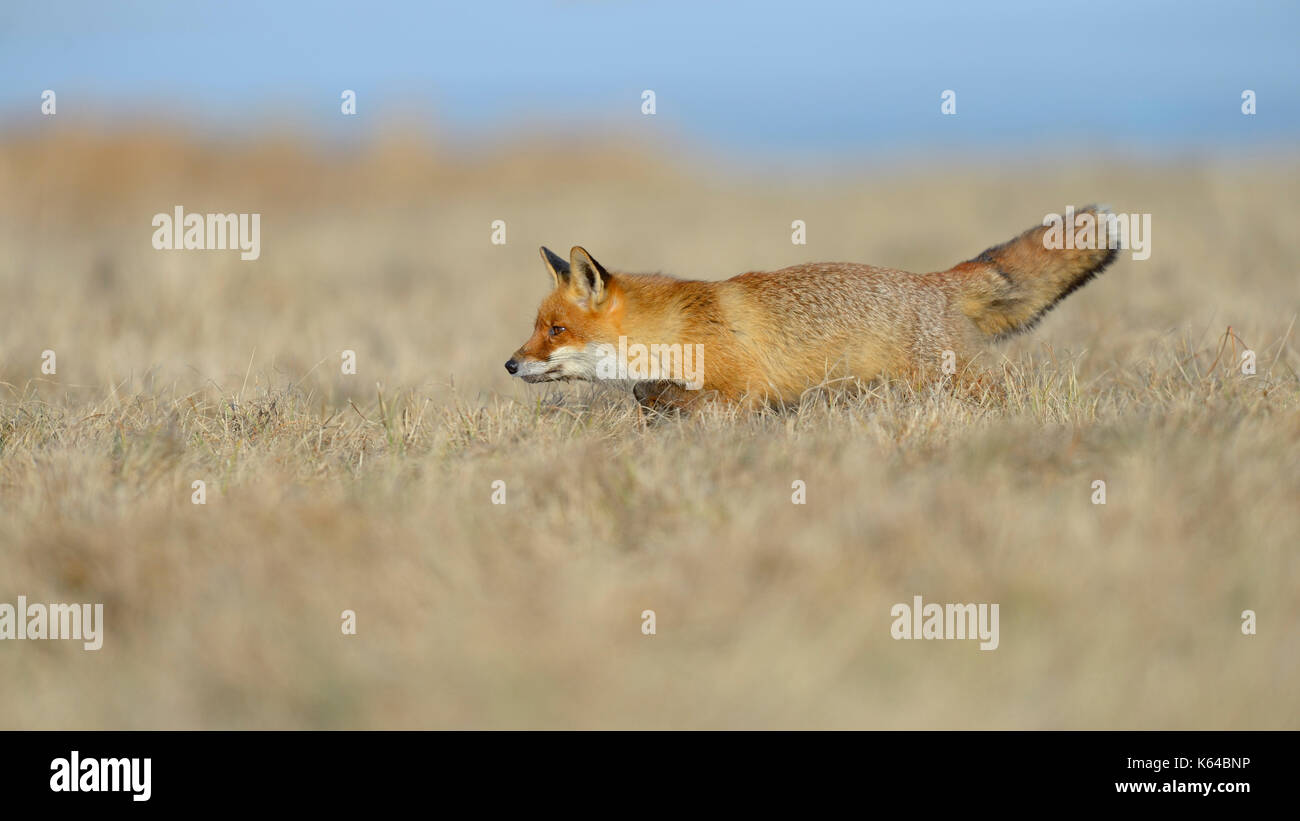Red Fox (vulpes vulpes vulpes), la caccia in un prato, Moravia Repubblica Ceca Foto Stock