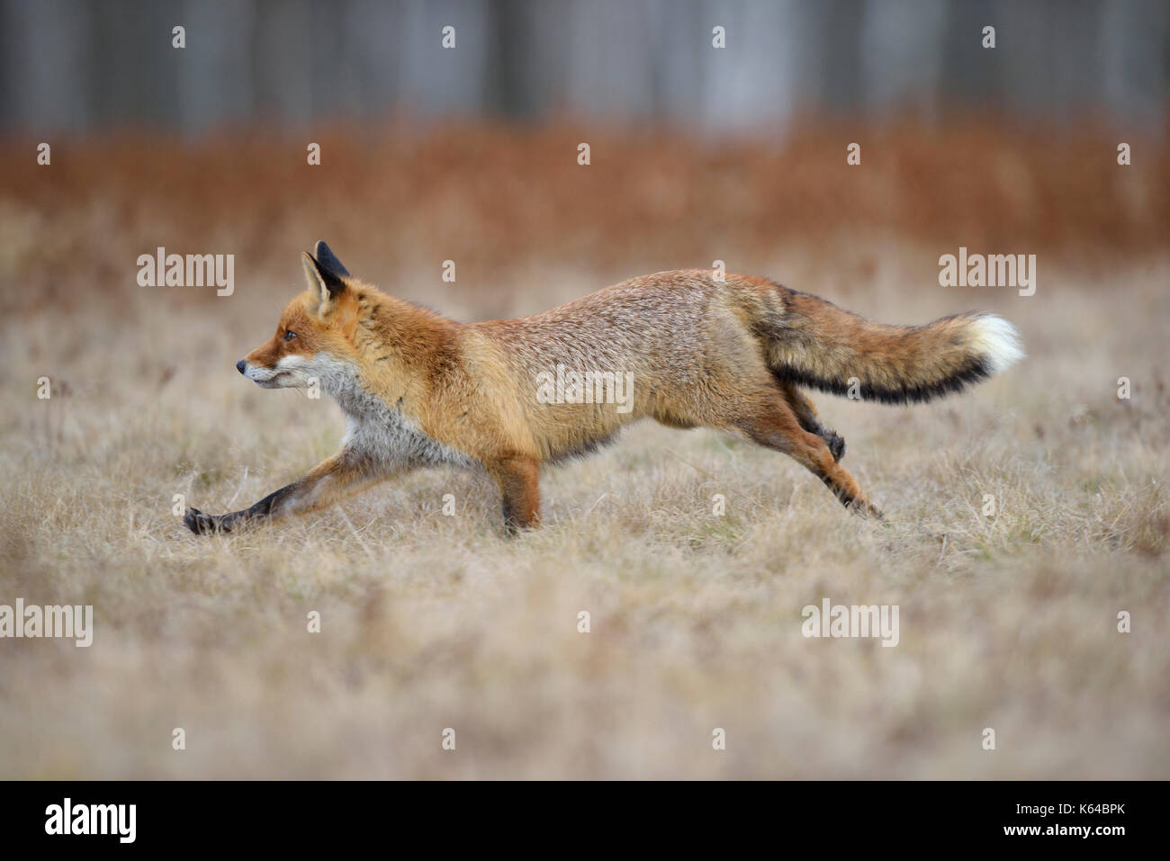 Red Fox (vulpes vulpes vulpes), corre nel prato, Moravia Repubblica Ceca Foto Stock