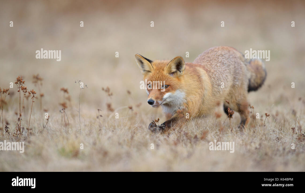 Red Fox (vulpes vulpes vulpes), corre nel prato, Moravia Repubblica Ceca Foto Stock
