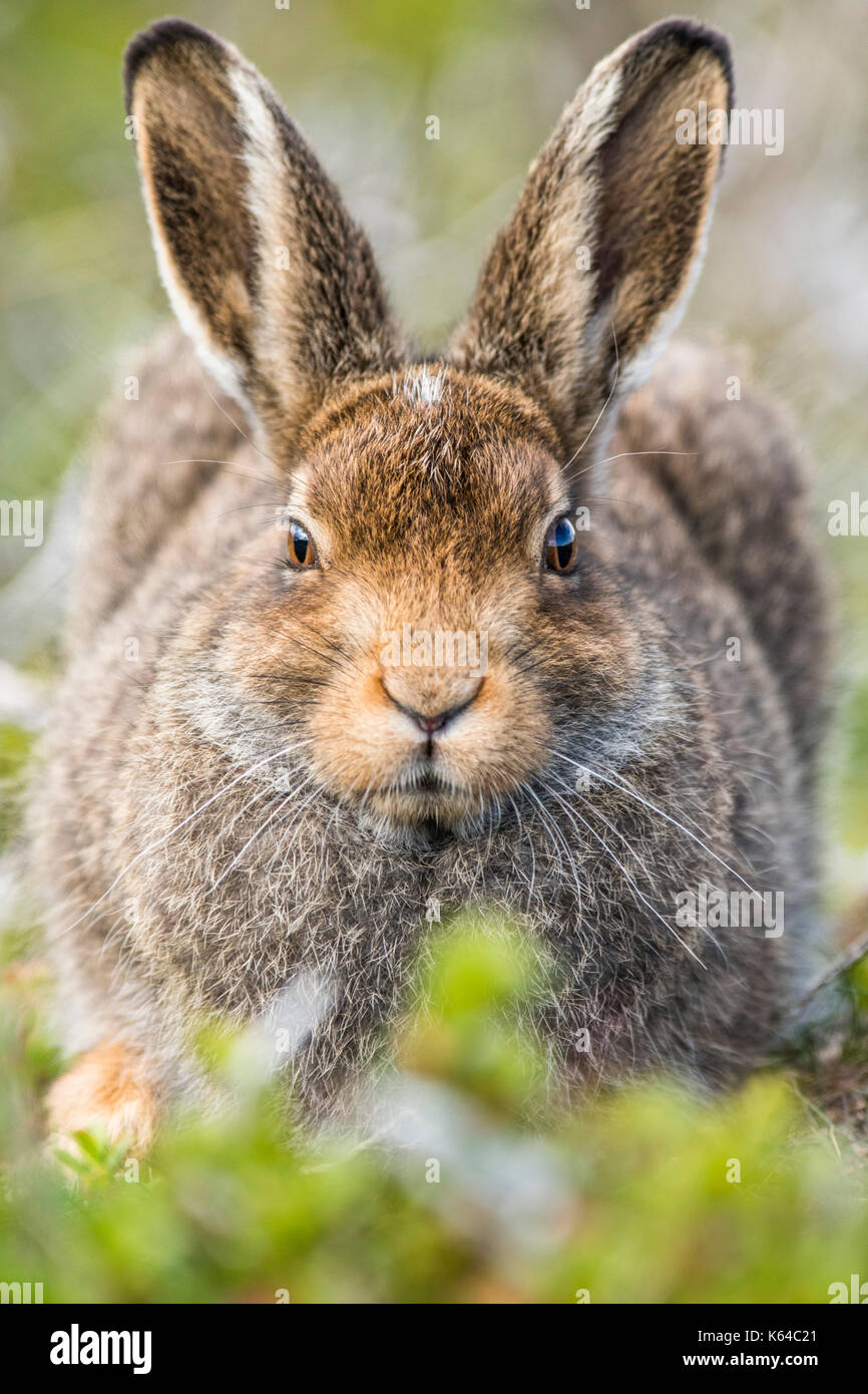 Mountain lepre (Lepus timidus) siede in habitat, estate coat, cairngroms national park, highlands Scozia, Gran Bretagna Foto Stock