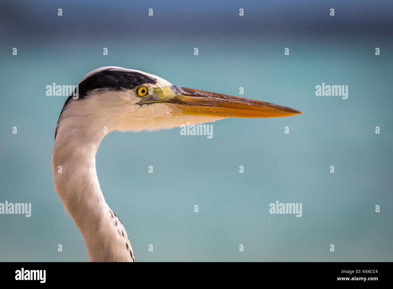 Gli aironi cenerini (Ardea cinerea) è di vedetta, ritratto, gangehi island, ari-atoll, Maldive, Oceano indiano Foto Stock