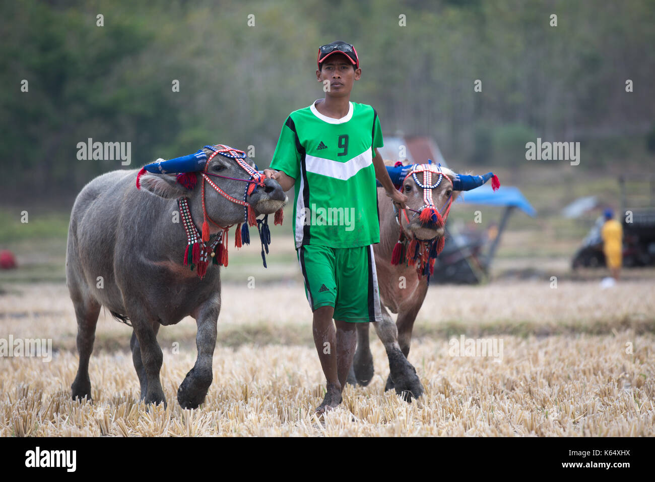 Jereweh, sumbawa barat, Indonesia - 10 settembre 2017: locale buffalo race competition tenutasi il sumbawa in jereweh, Indonesia il 10 settembre 2017. Foto Stock
