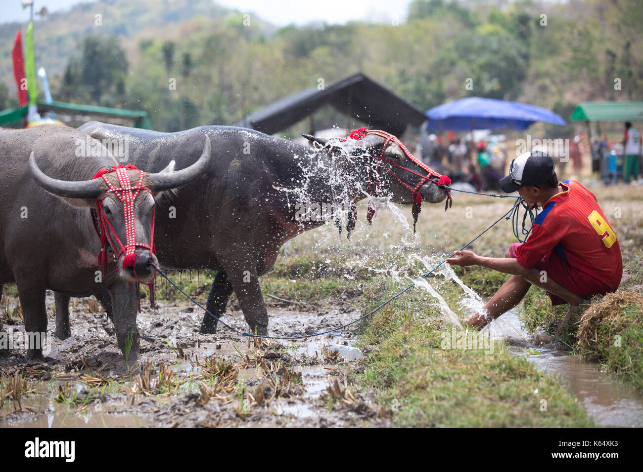Jereweh, sumbawa barat, Indonesia - 10 settembre 2017: locale buffalo race competition tenutasi il sumbawa in jereweh, Indonesia il 10 settembre 2017. Foto Stock