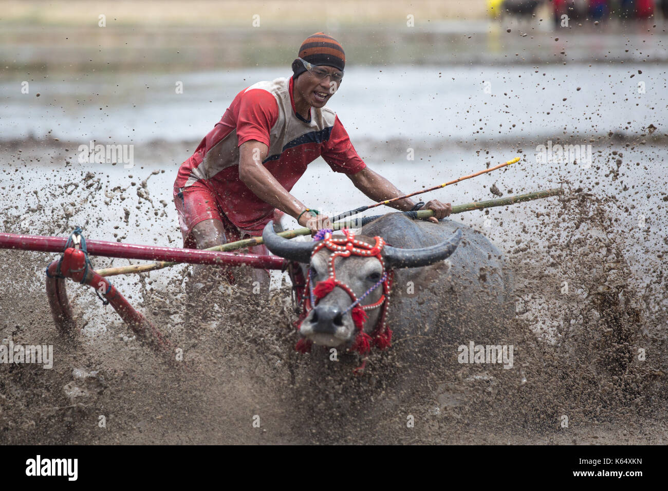 Jereweh, sumbawa barat, Indonesia - 10 settembre 2017: locale buffalo race competition tenutasi il sumbawa in jereweh, Indonesia il 10 settembre 2017. Foto Stock