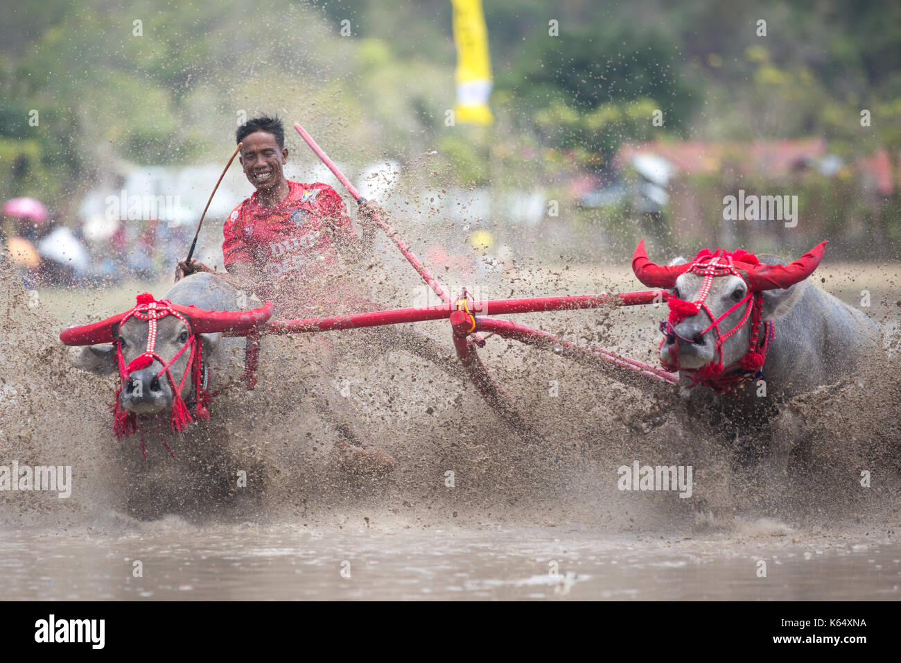 Jereweh, sumbawa barat, Indonesia - 10 settembre 2017: locale buffalo race competition tenutasi il sumbawa in jereweh, Indonesia il 10 settembre 2017. Foto Stock