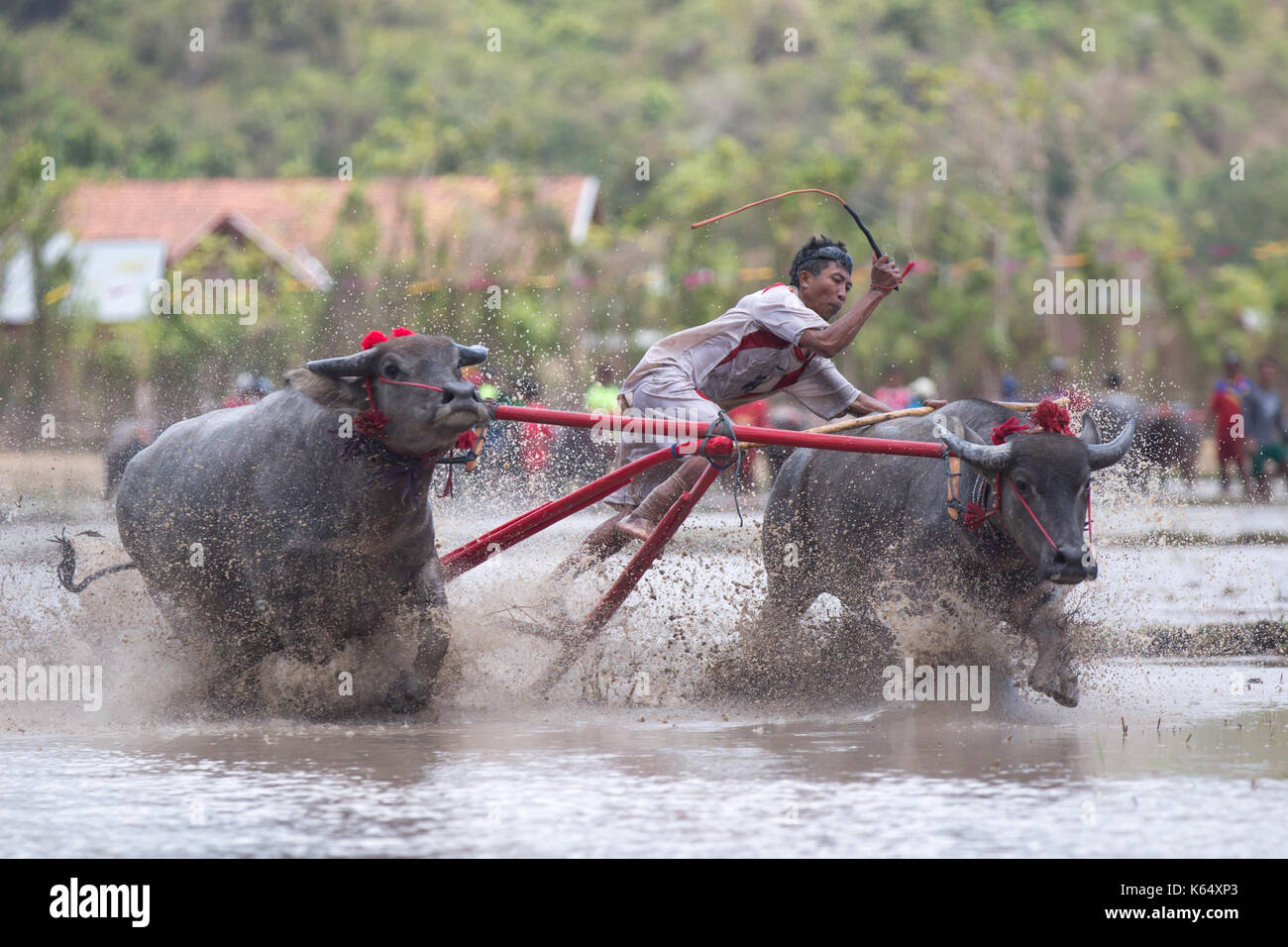 Jereweh, sumbawa barat, Indonesia - 10 settembre 2017: locale buffalo race competition tenutasi il sumbawa in jereweh, Indonesia il 10 settembre 2017. Foto Stock