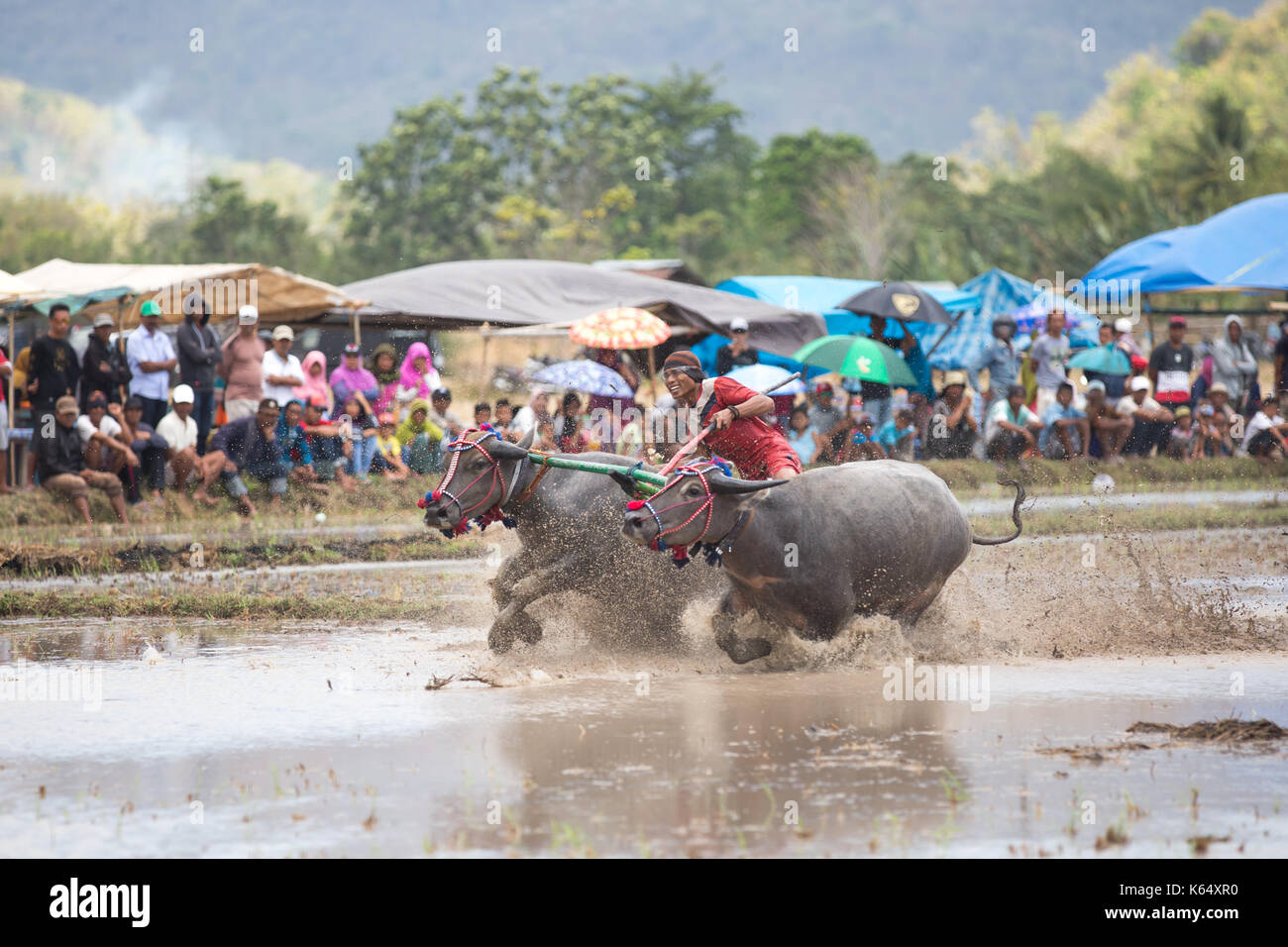 Jereweh, sumbawa barat, Indonesia - 10 settembre 2017: locale buffalo race competition tenutasi il sumbawa in jereweh, Indonesia il 10 settembre 2017. Foto Stock