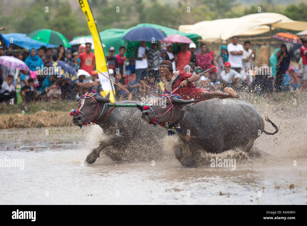 Jereweh, sumbawa barat, Indonesia - 10 settembre 2017: locale buffalo race competition tenutasi il sumbawa in jereweh, Indonesia il 10 settembre 2017. Foto Stock