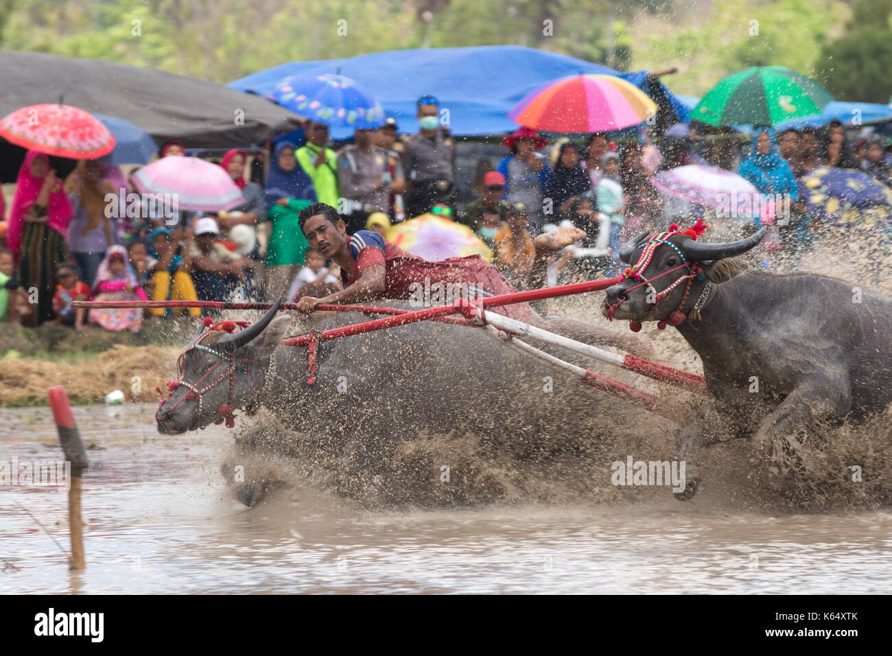 Jereweh, sumbawa barat, Indonesia - 10 settembre 2017: locale buffalo race competition tenutasi il sumbawa in jereweh, Indonesia il 10 settembre 2017. Foto Stock