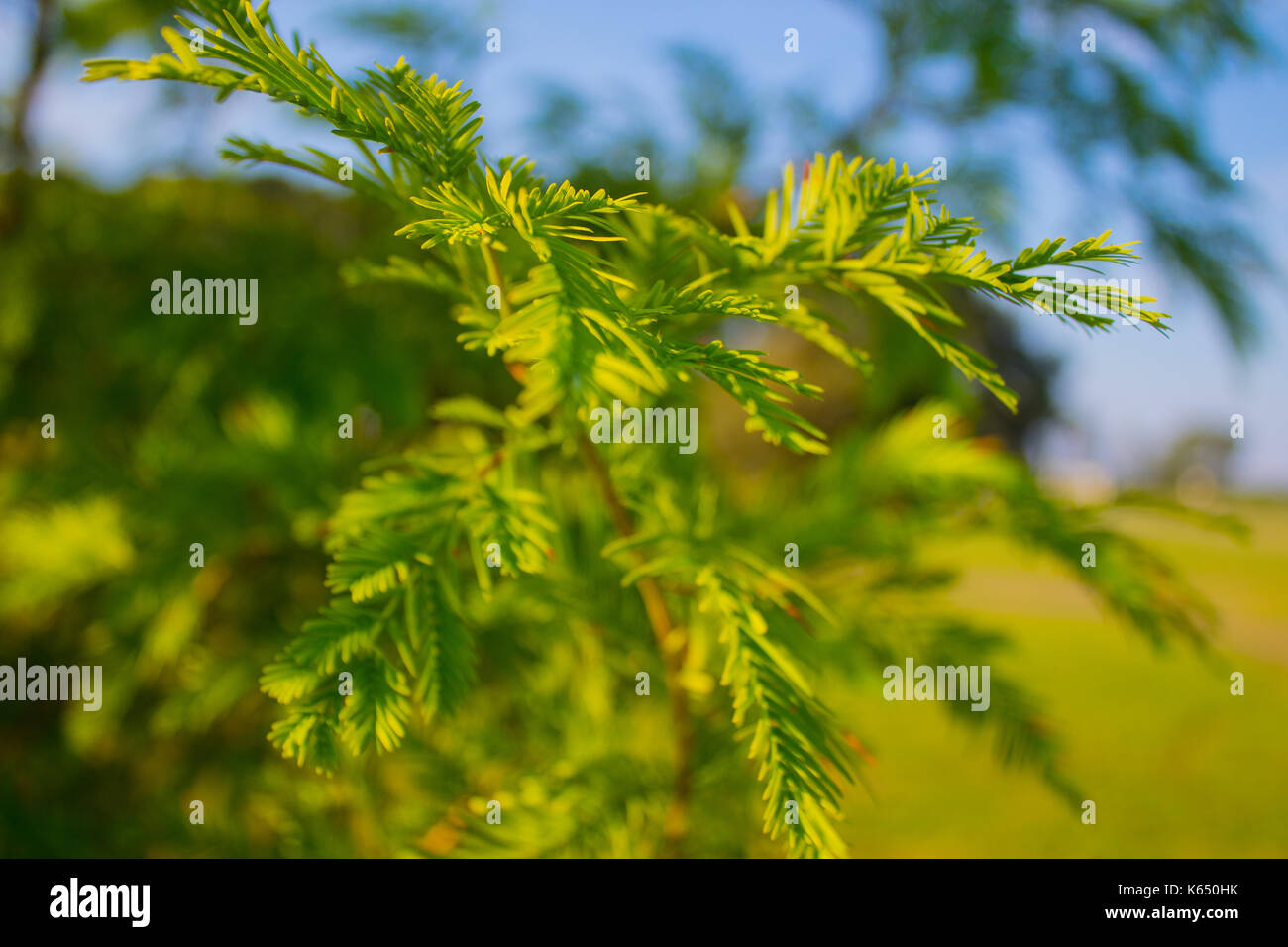 Ramo di solitario Foto Stock