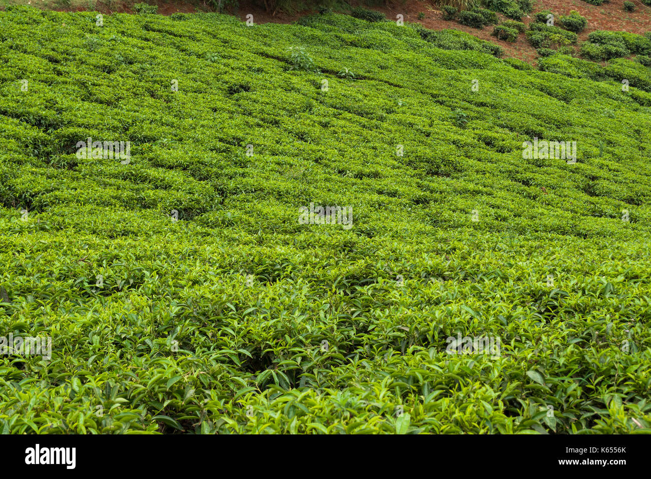 La piantagione di tè con piante di tè (Camellia sinensis) sui pendii collinari, Kenya Foto Stock