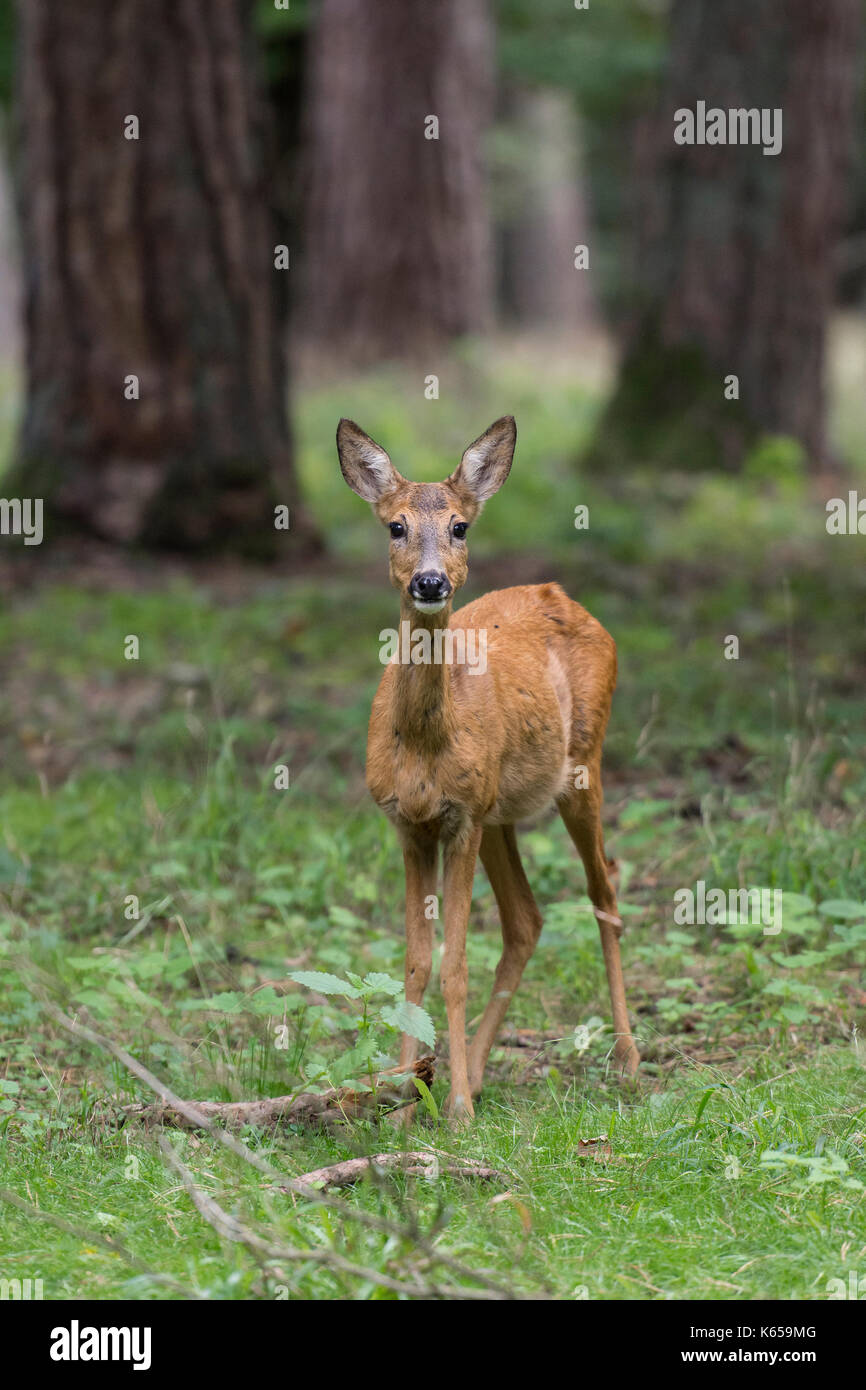 Capriolo. Capreolus capreolus Foto Stock