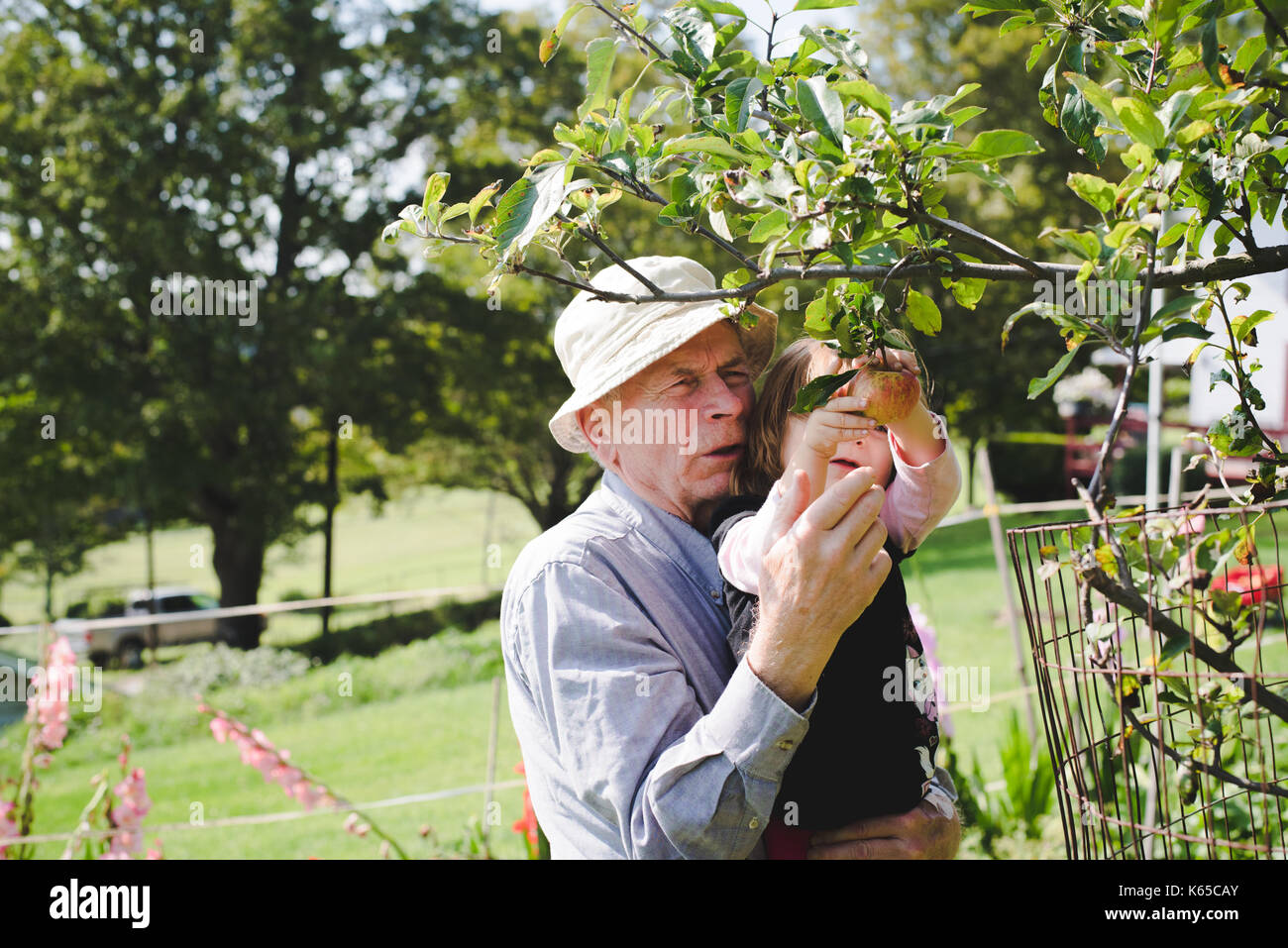 Un nonno aiuta il suo nipote scegliere un Apple fuori da un albero. Foto Stock