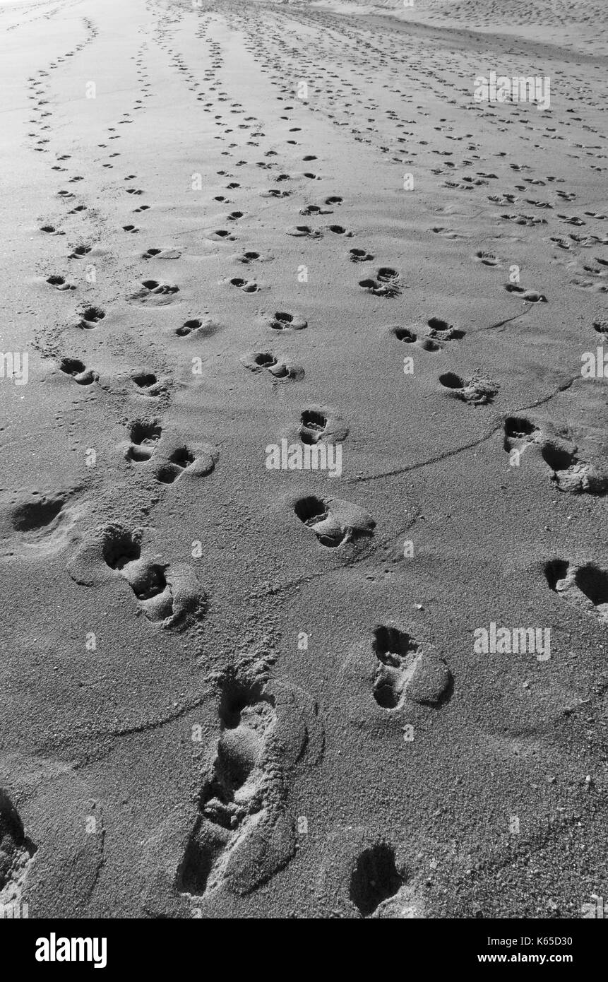 Parecchie orme sulla spiaggia di sabbia durante il tramonto Foto Stock