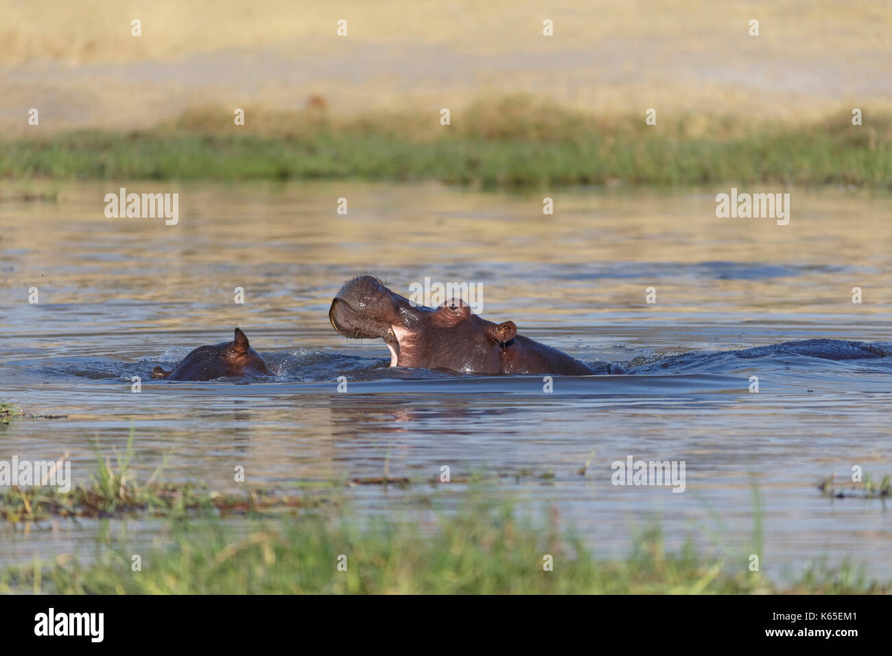 Giovani Hippo's playfighting nel fiume Kwai, Botswana Foto Stock