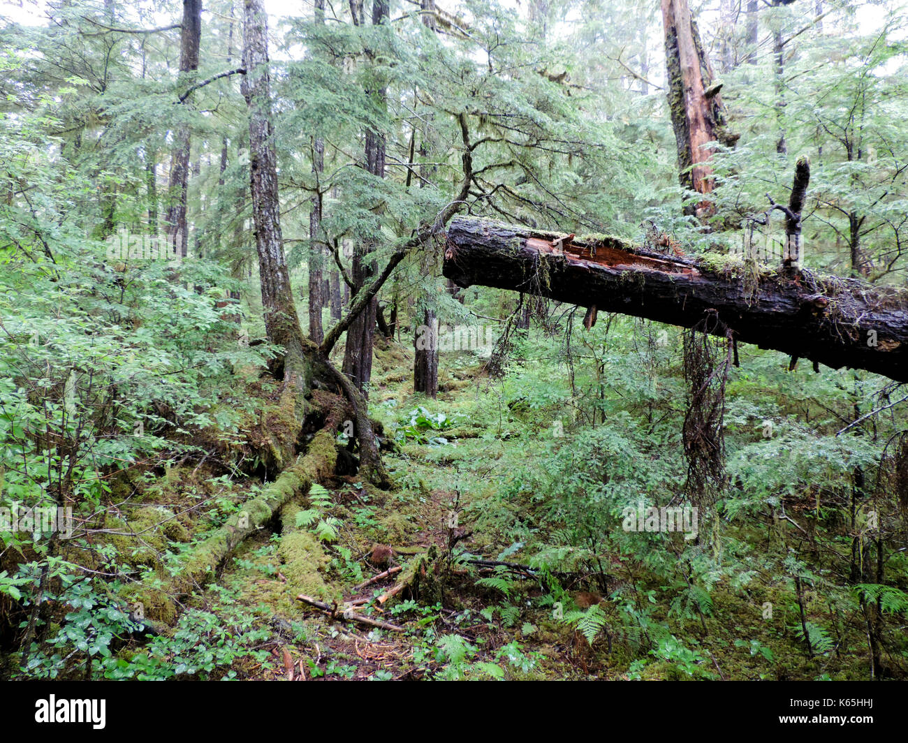La crescita verde nella foresta pluviale, ALASKA Foto Stock