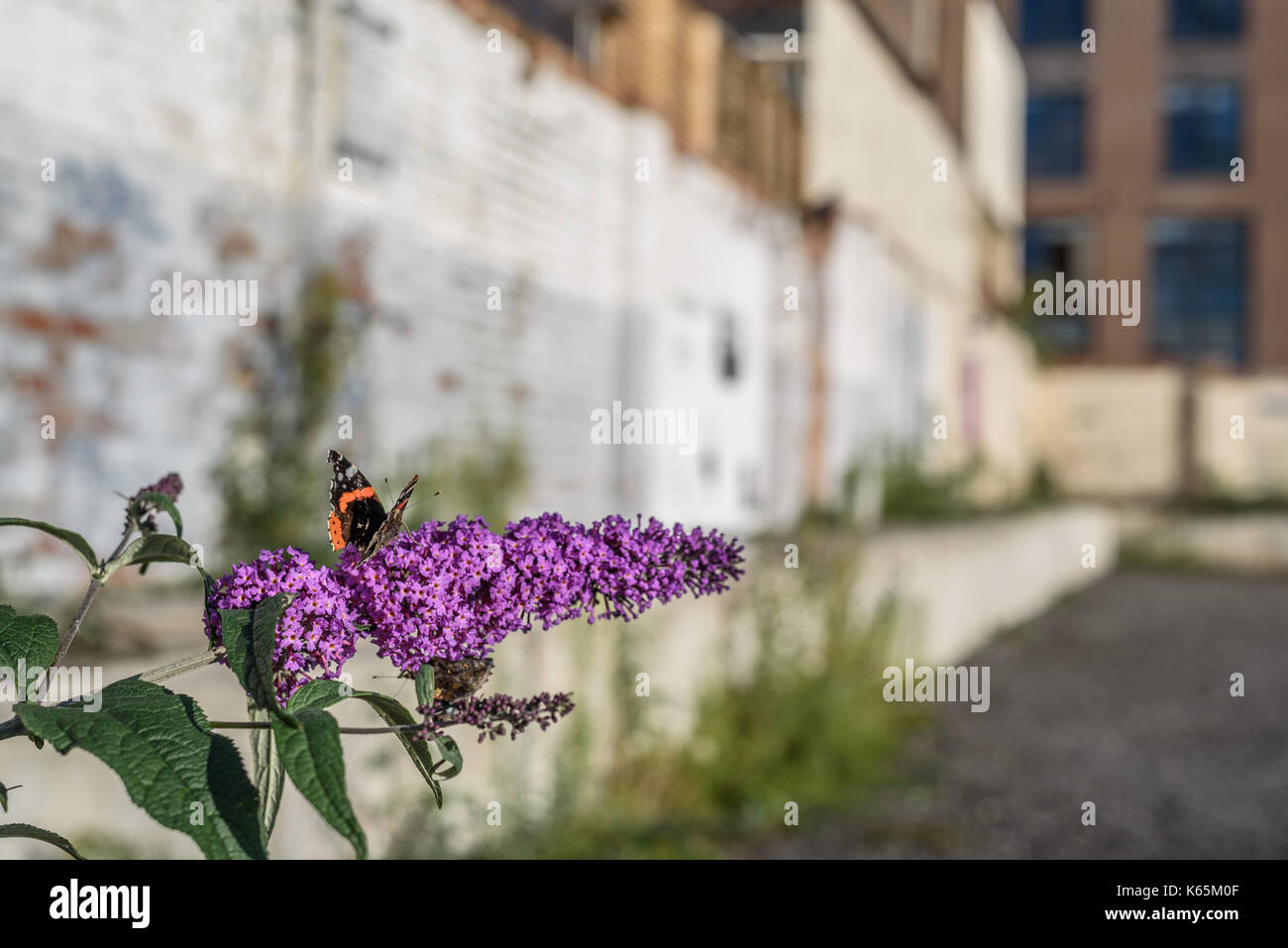 Un rosso admiral butterfly alimentazione su un fiore buddleia in mezzo il degrado urbano. Foto Stock