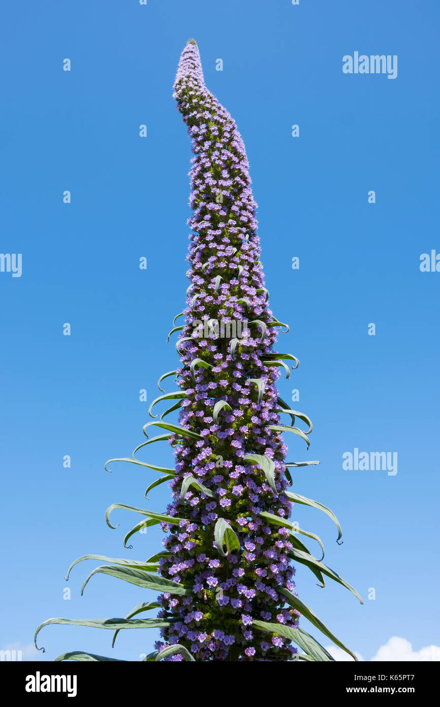 Flower, albero echium (echium pininana) nativo a la palma, Cornwall, Inghilterra, Gran Bretagna Foto Stock