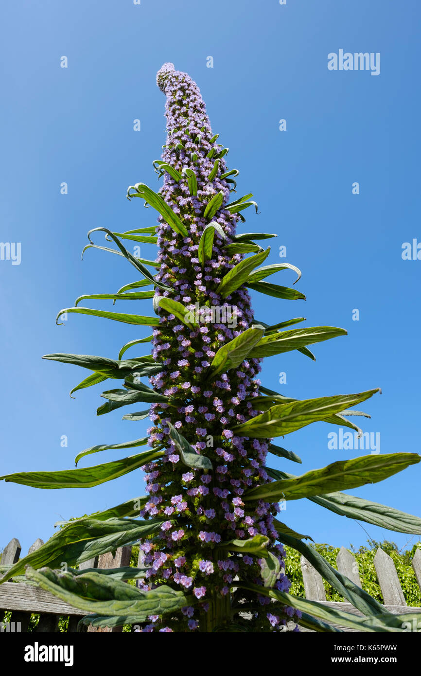 Flower, albero echium (echium pininana) nativo a la palma, Cornwall, Inghilterra, Gran Bretagna Foto Stock