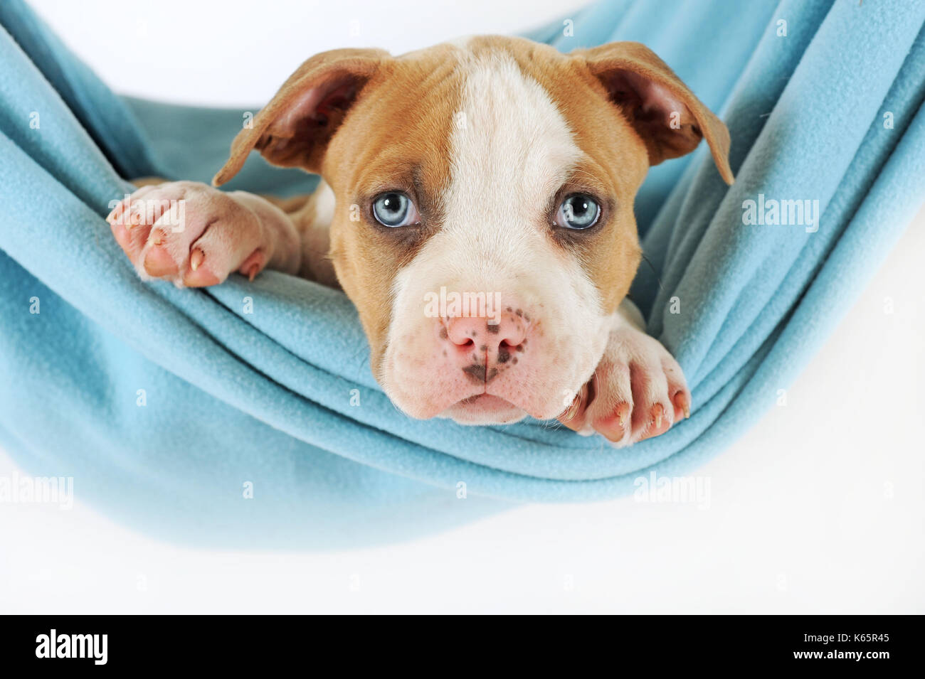 American Staffordshire terrier, cucciolo, 7 settimane di età, fulvo-bianco Foto Stock